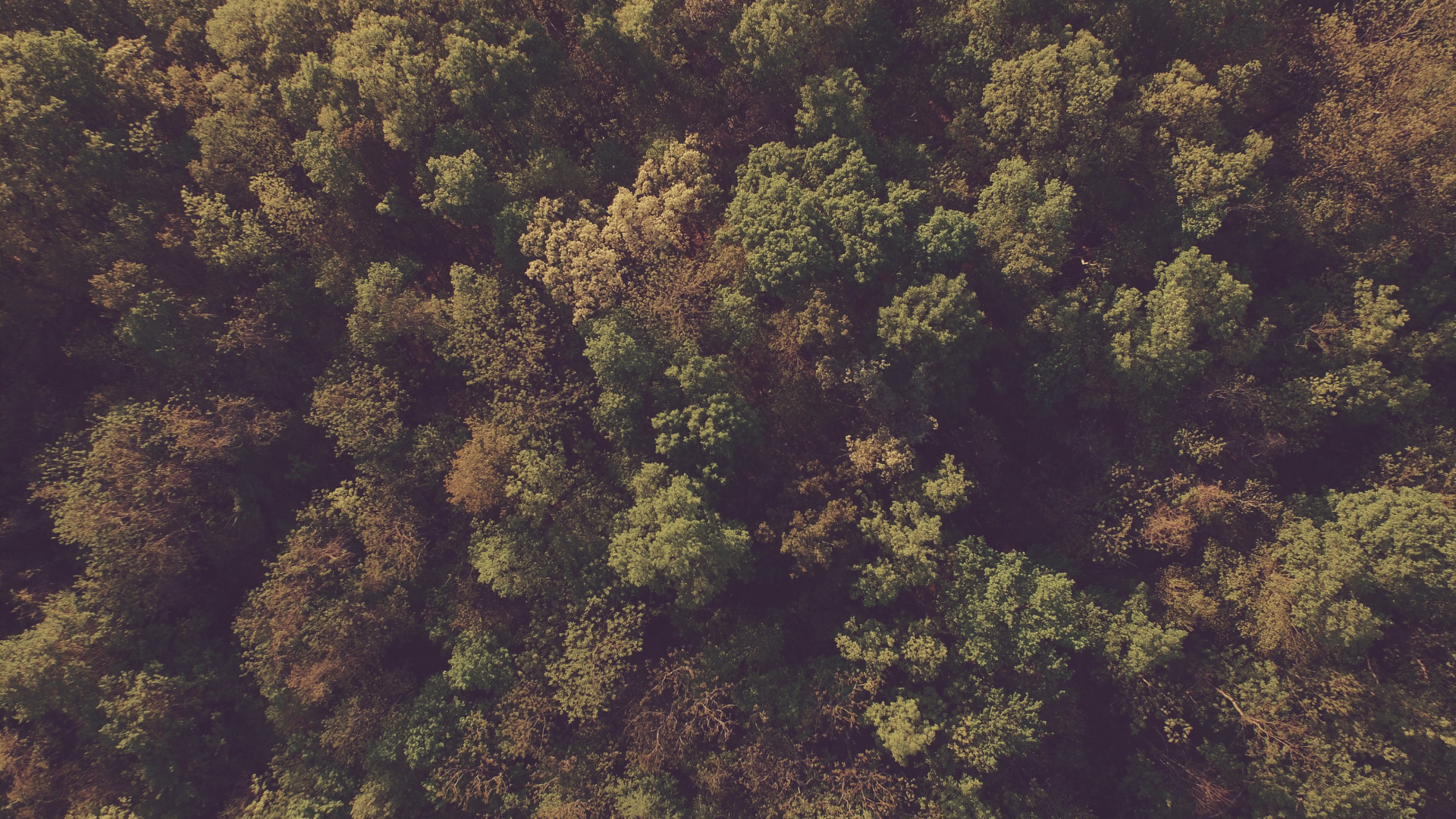 Tagsüber Grüne Und Braune Bäume. Wallpaper in 1920x1080 Resolution