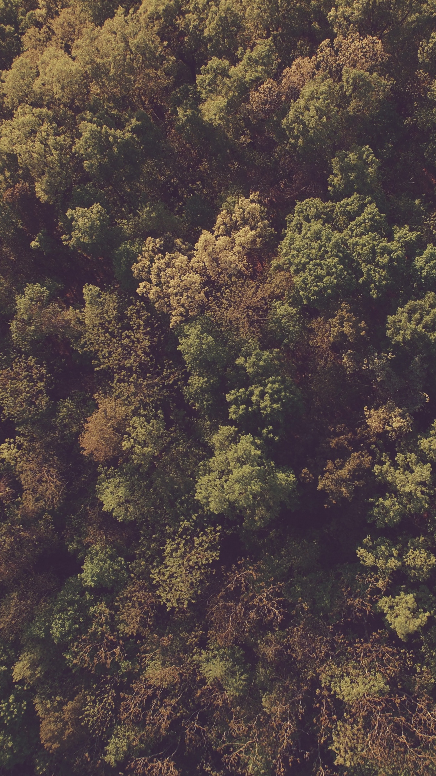 Green and Brown Trees During Daytime. Wallpaper in 1440x2560 Resolution
