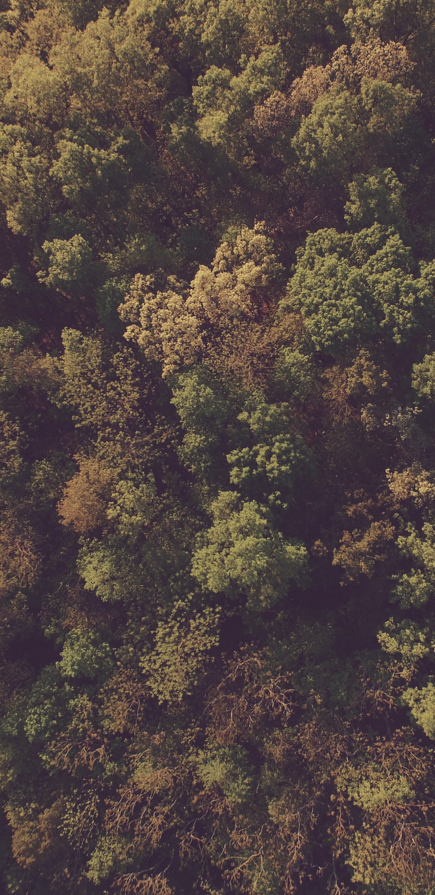 Green and Brown Trees During Daytime. Wallpaper in 1440x2960 Resolution