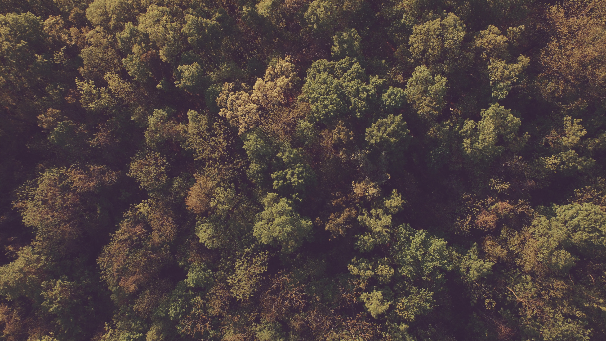 森林, 植被, 美国国家森林, 天空, 热带雨林 壁纸 2560x1440 允许