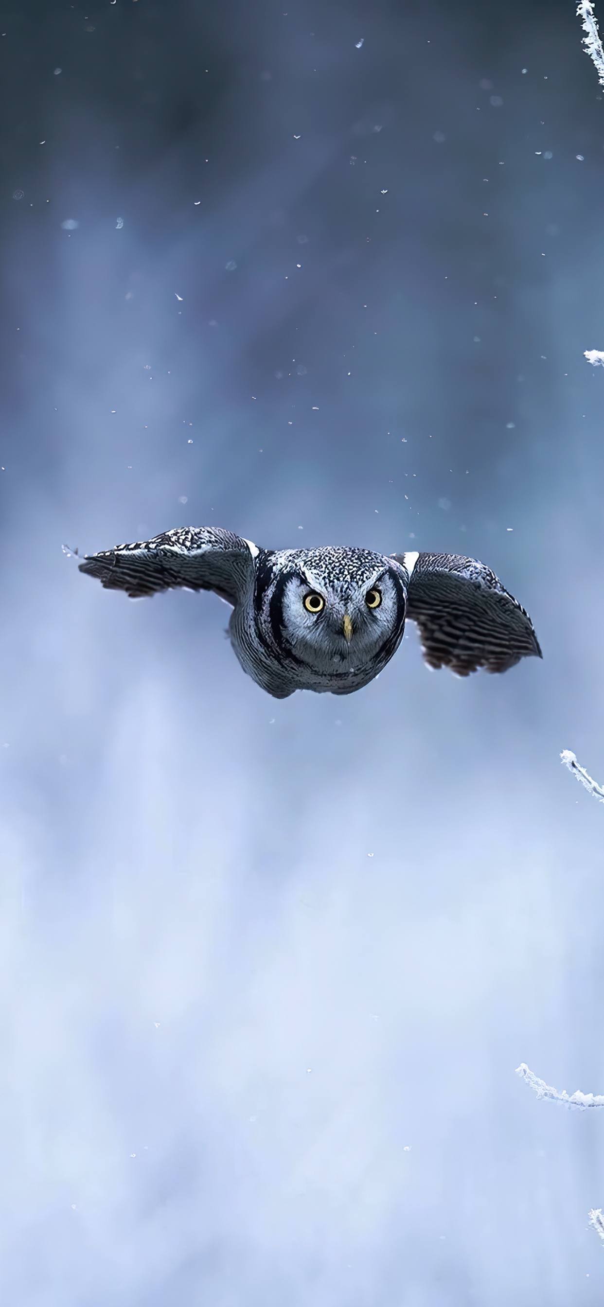 Sea Turtles, Bird, Atmosphere, Eye, Cloud. Wallpaper in 1242x2688 Resolution