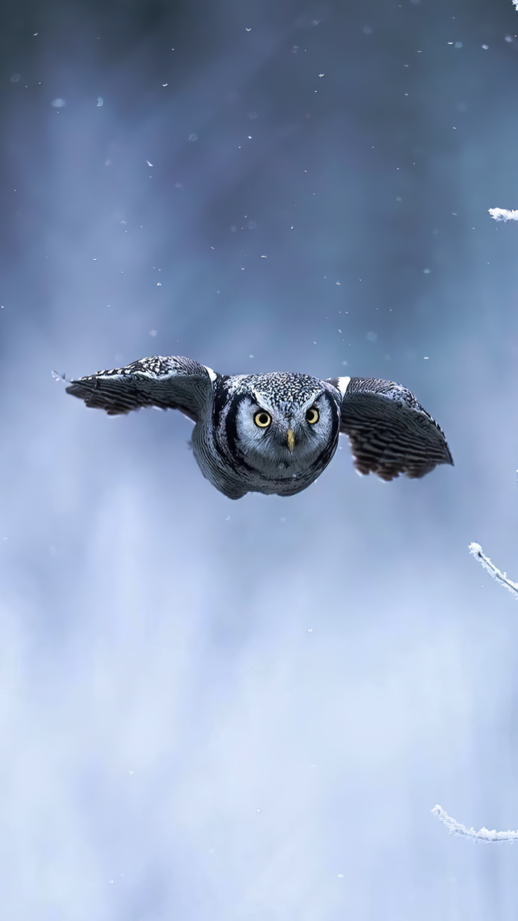 Tortues de Mer, Oiseau, Atmosphère, Bec, Falconiformes. Wallpaper in 750x1334 Resolution