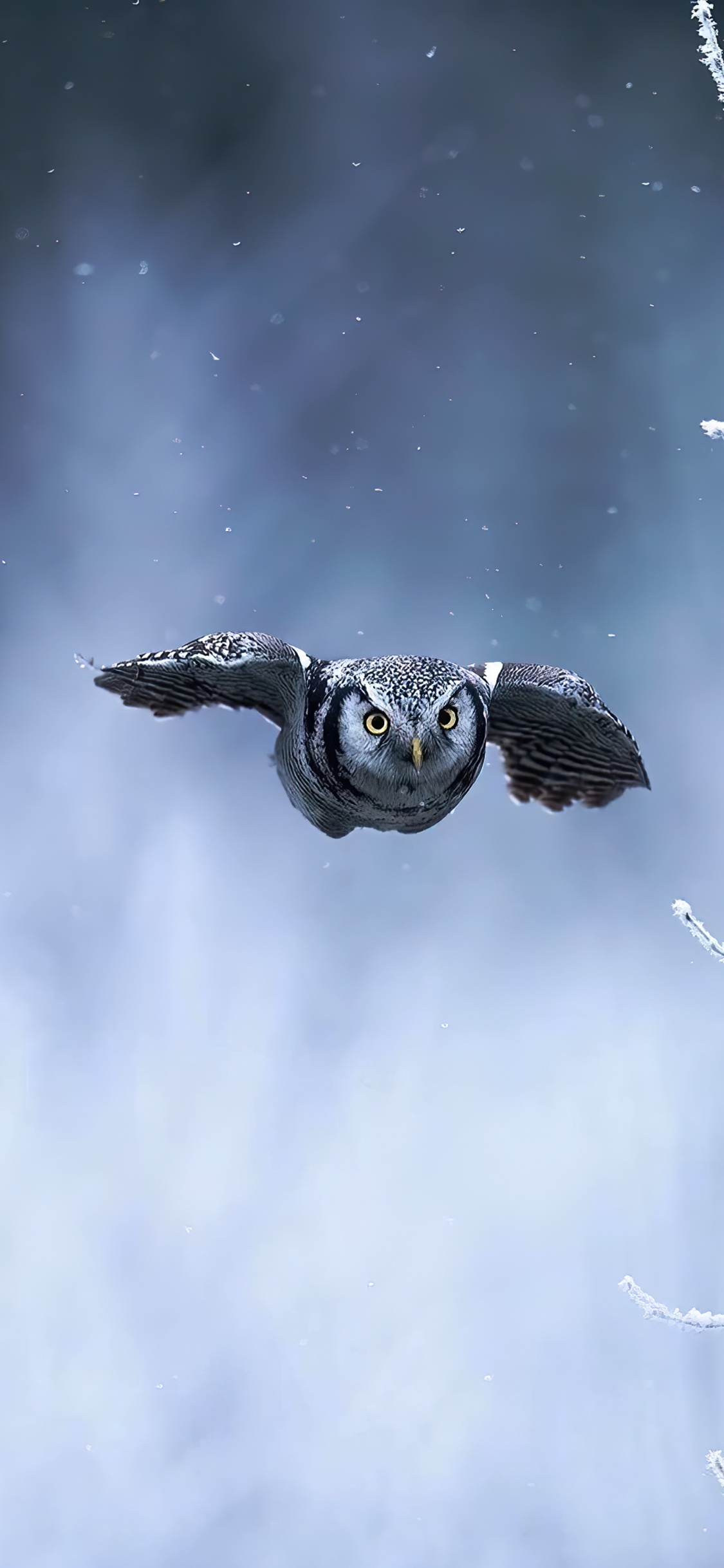 Tortugas de Mar, Ave, Ambiente, Pico, Falconiformes. Wallpaper in 1125x2436 Resolution