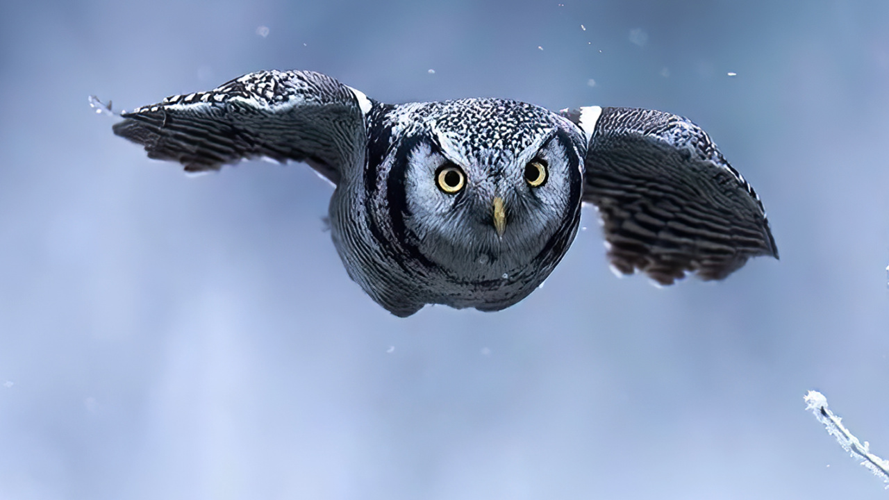 Tortugas de Mar, Ave, Ambiente, Pico, Falconiformes. Wallpaper in 1280x720 Resolution