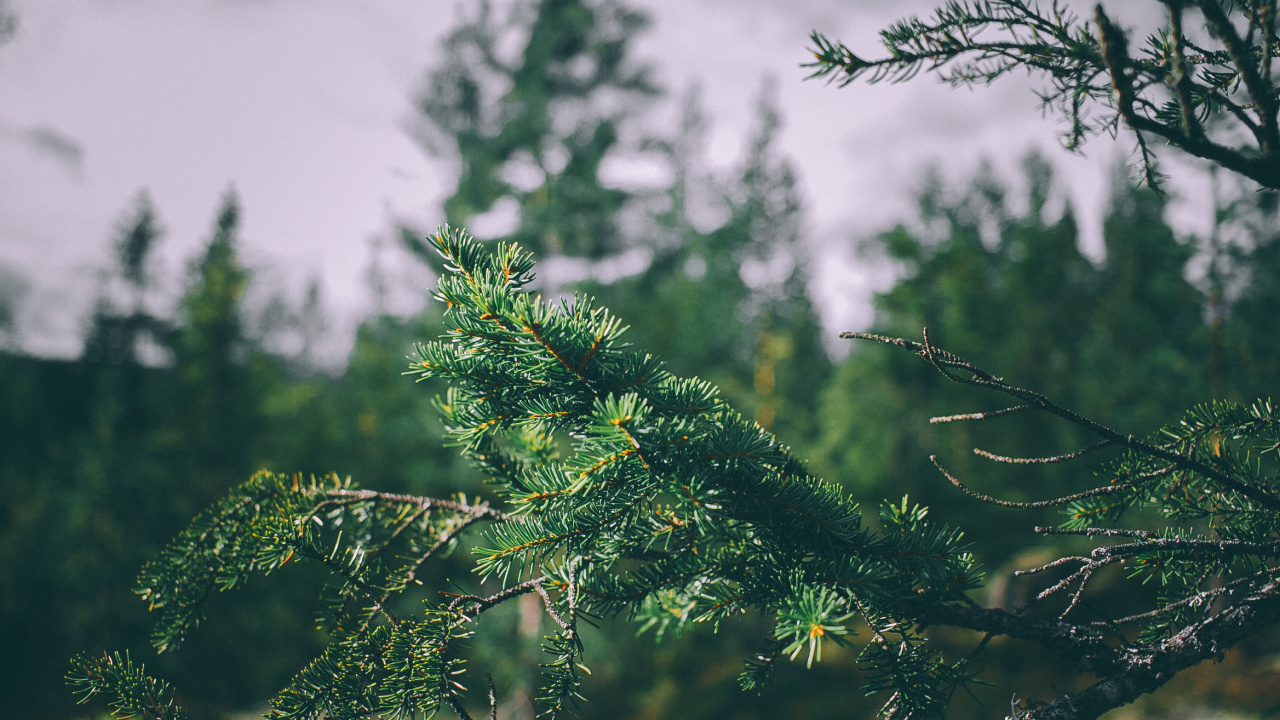 Green Tree Under White Clouds During Daytime. Wallpaper in 1280x720 Resolution