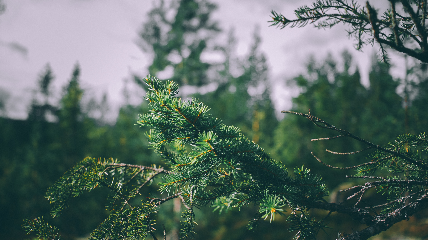 Green Tree Under White Clouds During Daytime. Wallpaper in 1366x768 Resolution