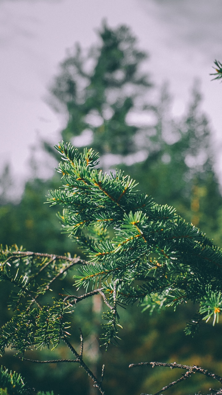 Árbol Verde Bajo Nubes Blancas Durante el Día. Wallpaper in 720x1280 Resolution