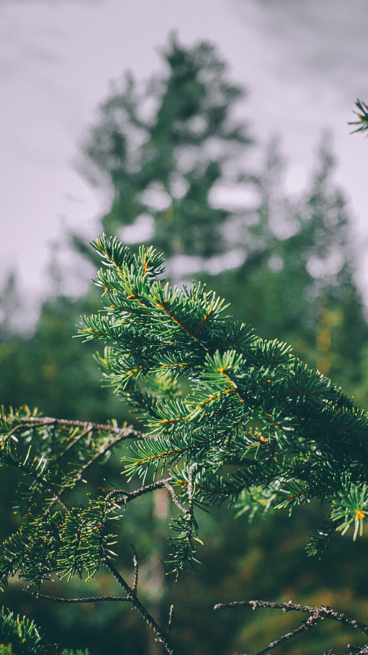 Árbol Verde Bajo Nubes Blancas Durante el Día. Wallpaper in 750x1334 Resolution