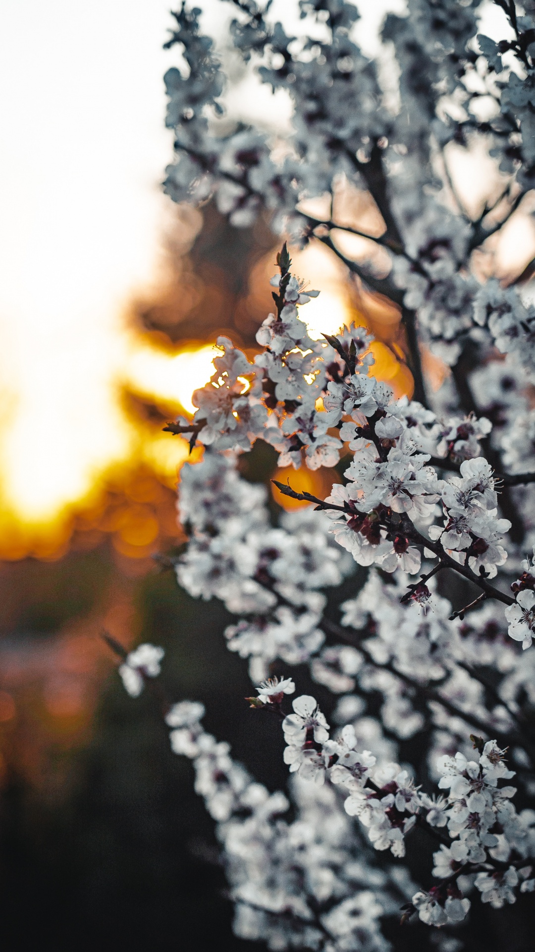 White Cherry Blossom in Close up Photography. Wallpaper in 1080x1920 Resolution