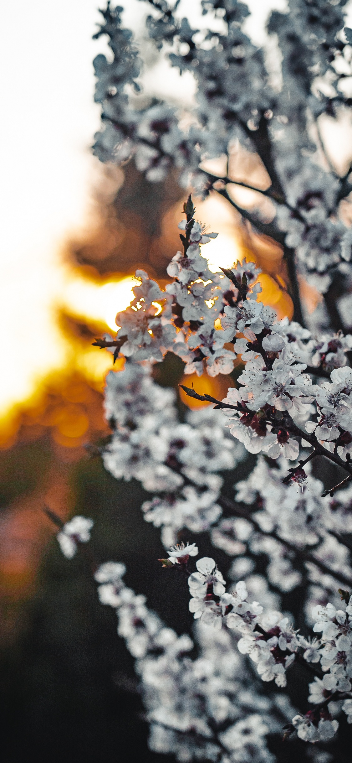 White Cherry Blossom in Close up Photography. Wallpaper in 1125x2436 Resolution