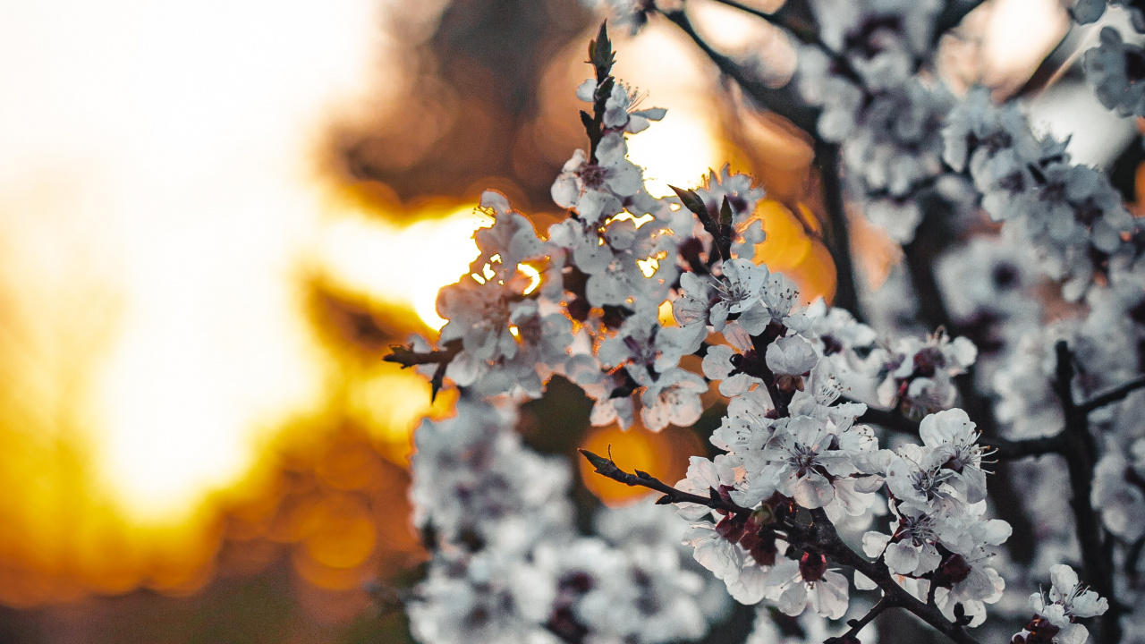 White Cherry Blossom in Close up Photography. Wallpaper in 1280x720 Resolution