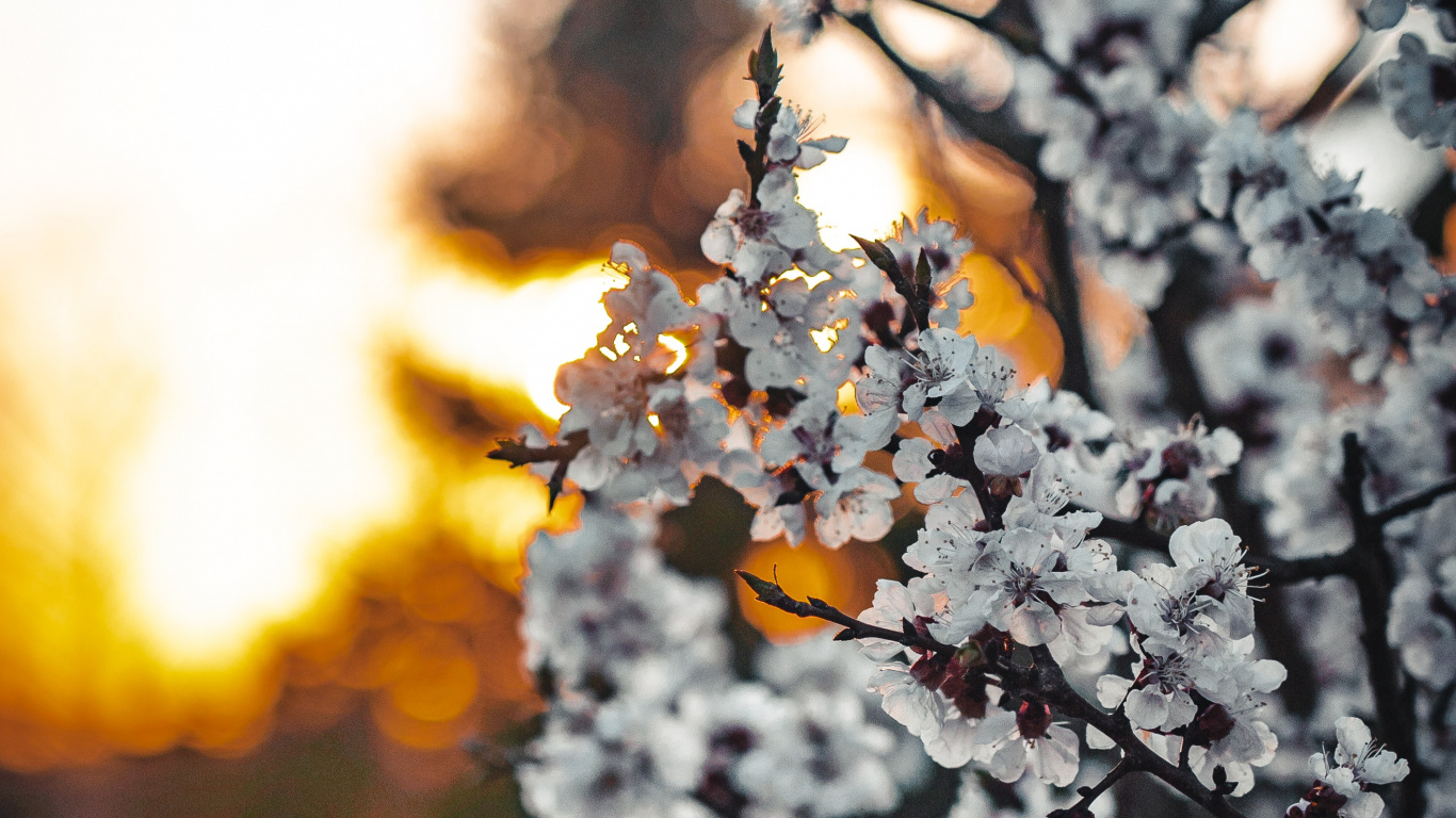 White Cherry Blossom in Close up Photography. Wallpaper in 1366x768 Resolution