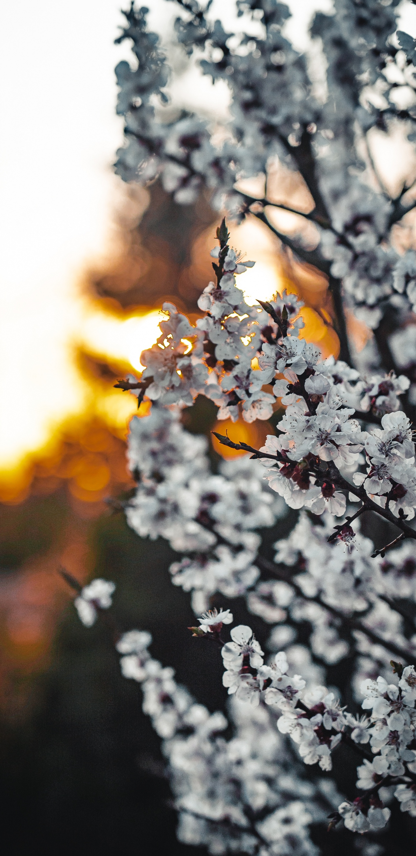 White Cherry Blossom in Close up Photography. Wallpaper in 1440x2960 Resolution