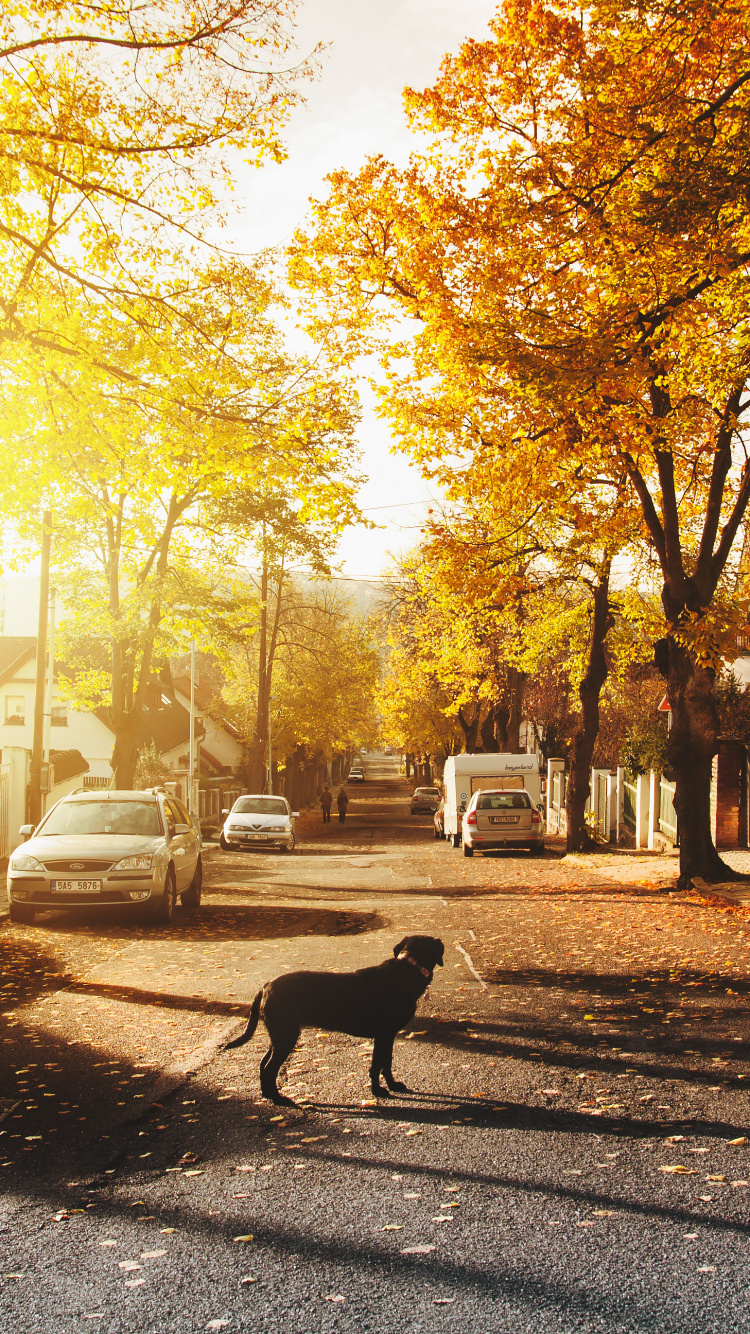 Schwarzer Hund, Der Tagsüber Auf Der Straße in Der Nähe Von Bäumen Steht. Wallpaper in 750x1334 Resolution