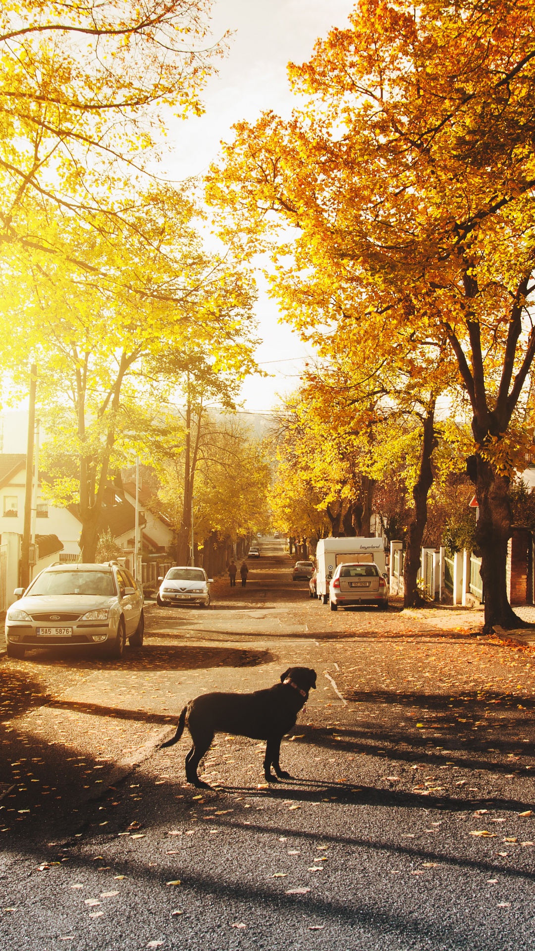 Black Dog Standing on Road Near Trees During Daytime. Wallpaper in 1080x1920 Resolution