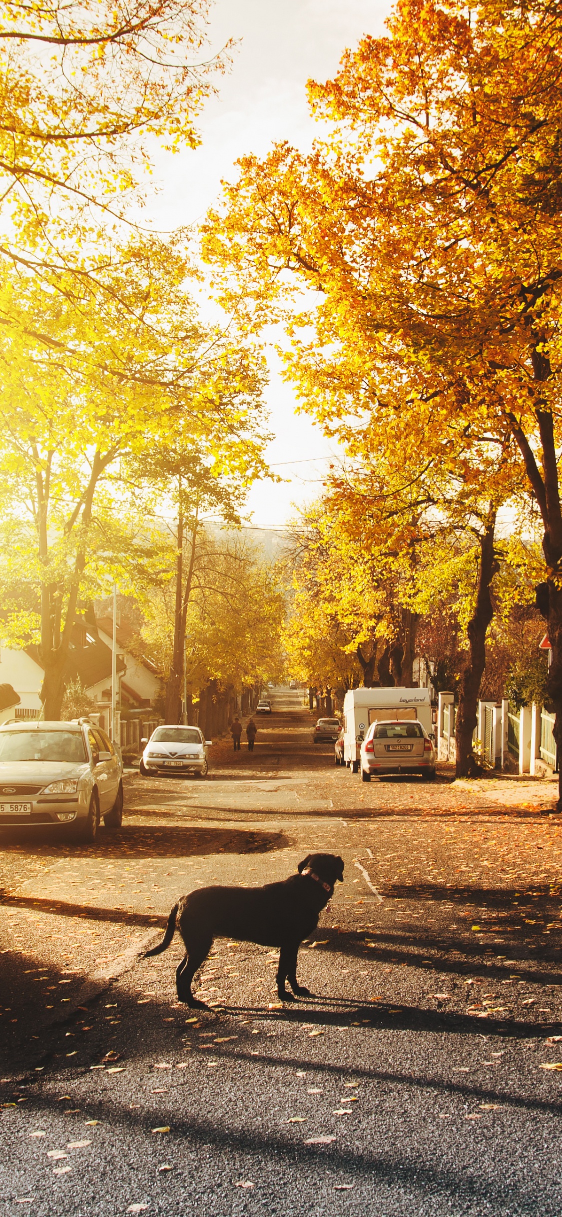 Black Dog Standing on Road Near Trees During Daytime. Wallpaper in 1125x2436 Resolution