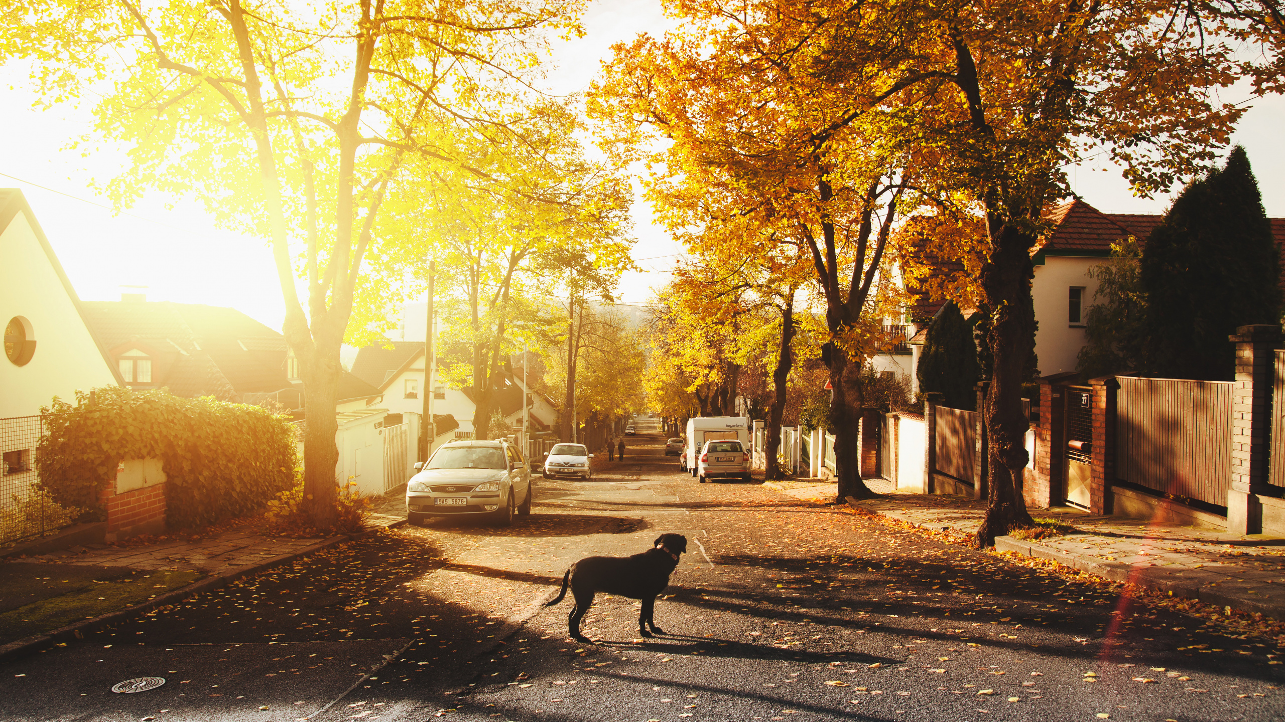 Black Dog Standing on Road Near Trees During Daytime. Wallpaper in 2560x1440 Resolution