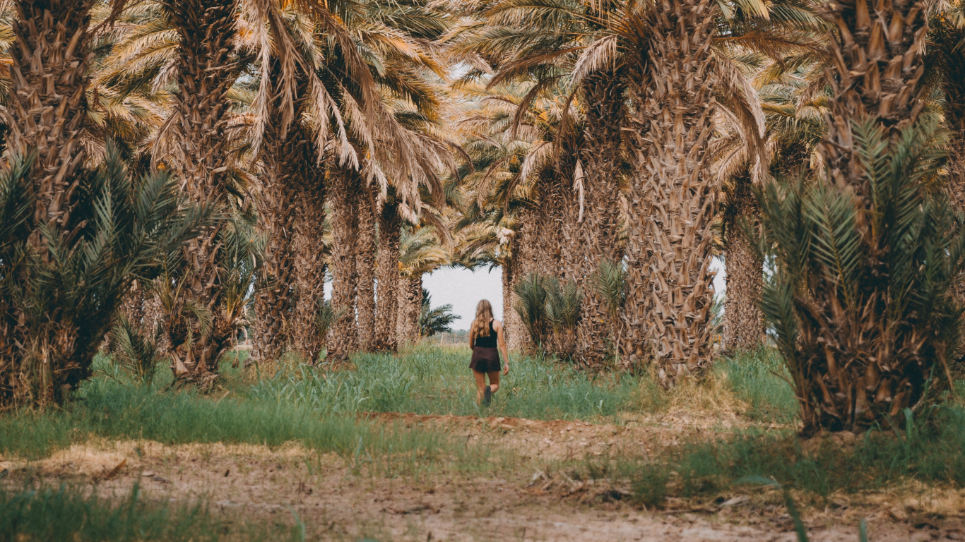 Elaeis, Attalea Speciosa, Baum, Pflanzen, Woody Pflanze. Wallpaper in 1366x768 Resolution