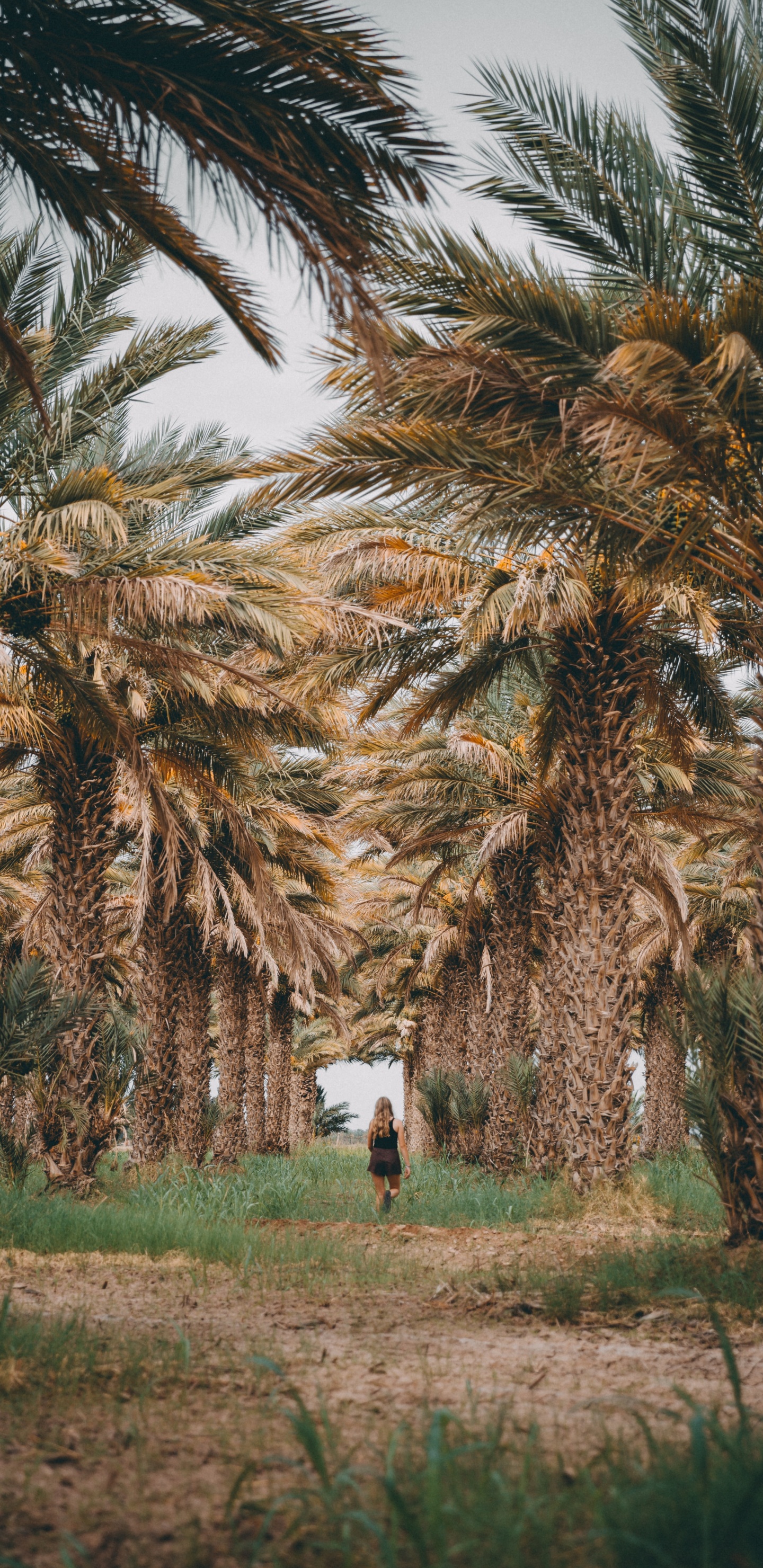 油棕, Attalea桐, 木本植物, Arecales, 棕榈树 壁纸 1440x2960 允许