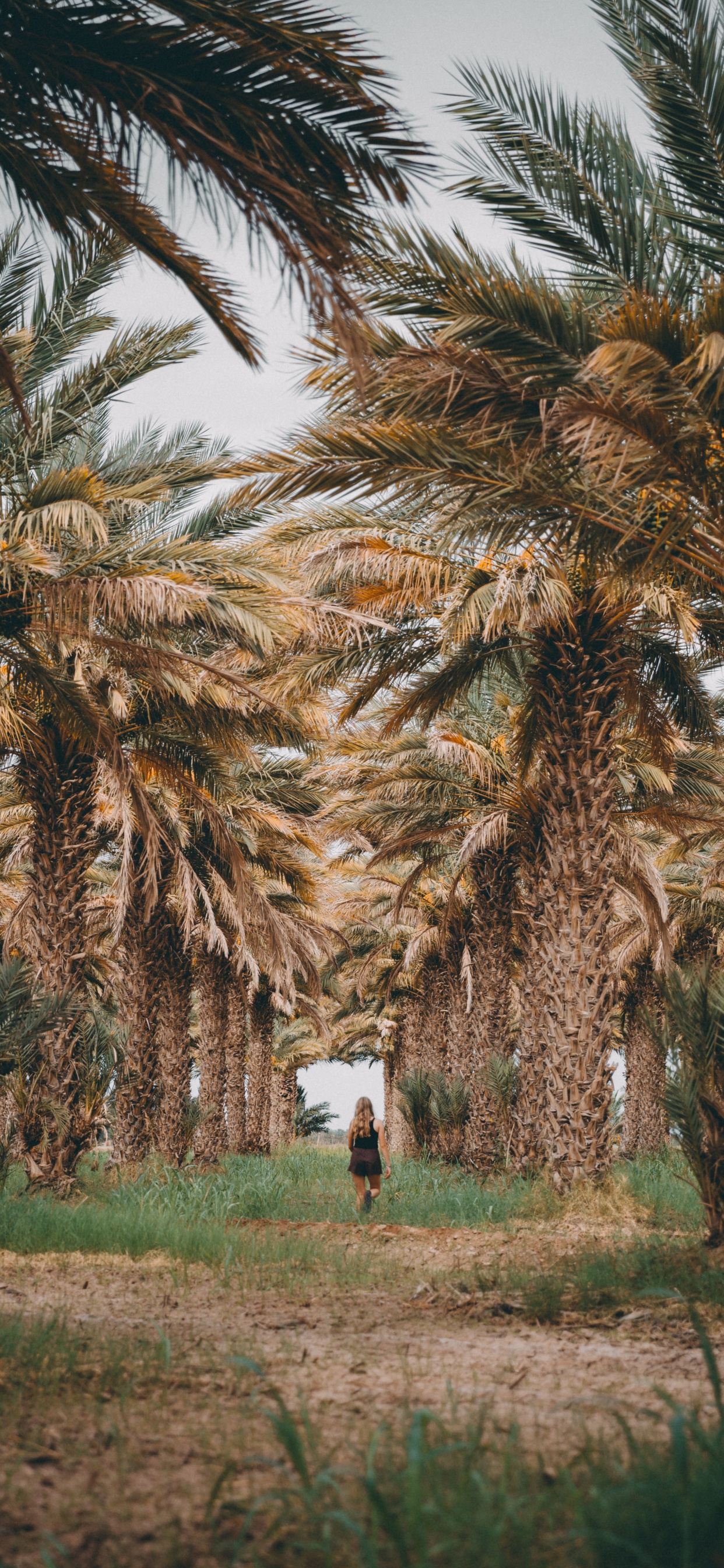 Elaeis, Attalea Speciosa, Planta, Planta Leñosa, Zapato. Wallpaper in 1242x2688 Resolution