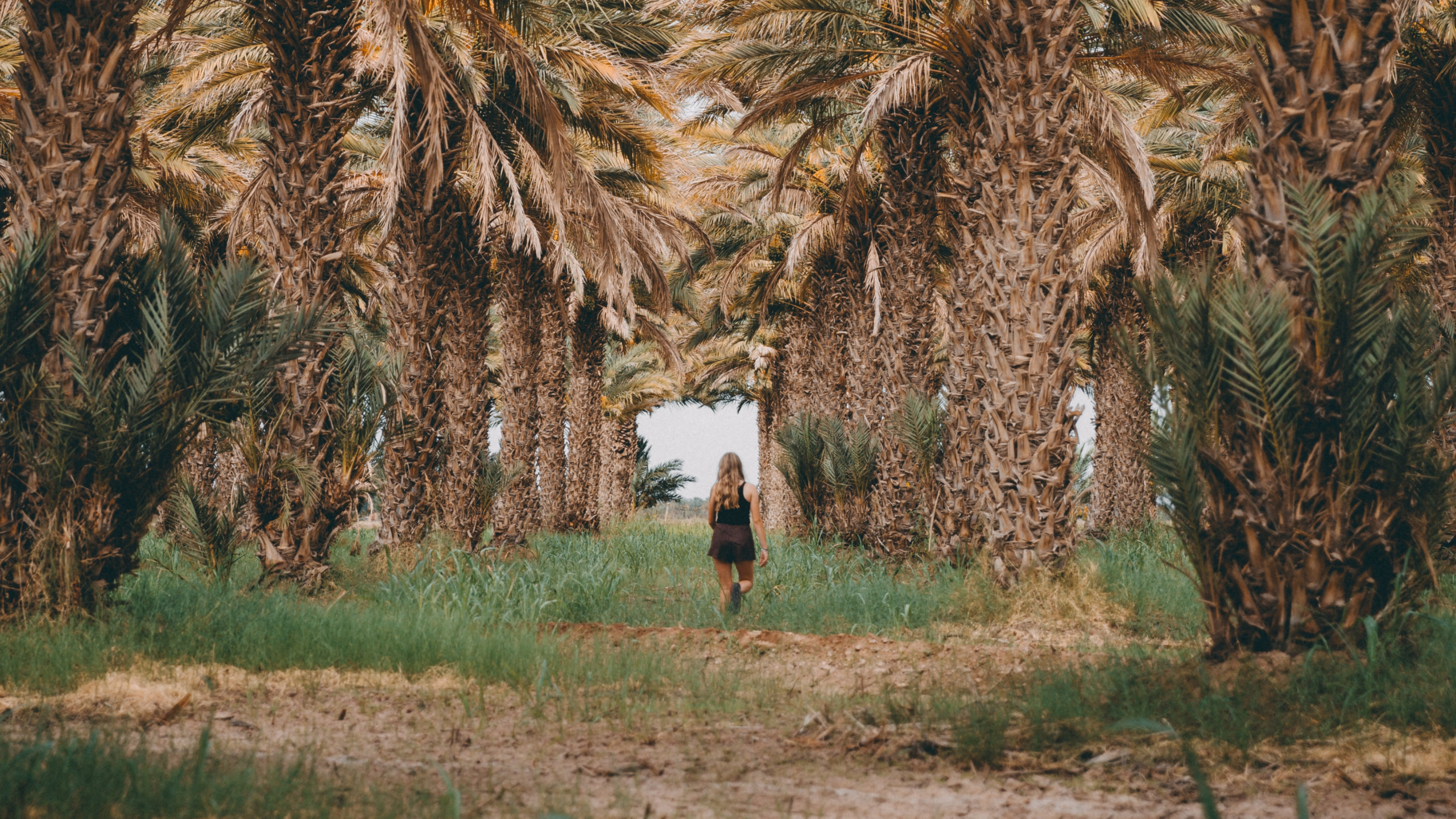 Elaeis, Attalea Speciosa, Planta, Planta Leñosa, Zapato. Wallpaper in 2560x1440 Resolution