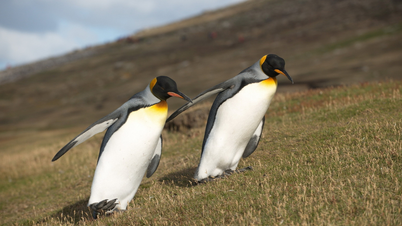 Trois Pingouins Sur le Terrain D'herbe Verte Pendant la Journée. Wallpaper in 1366x768 Resolution