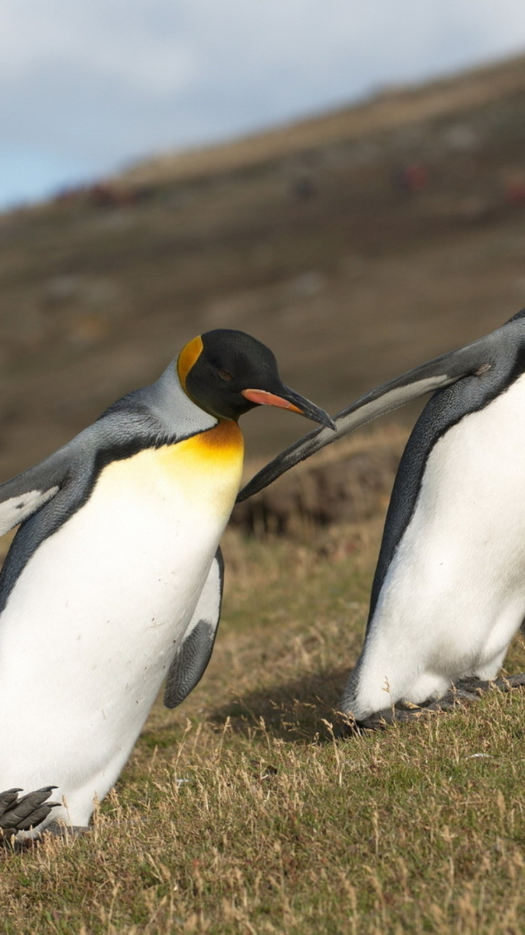Three Penguins on Green Grass Field During Daytime. Wallpaper in 750x1334 Resolution