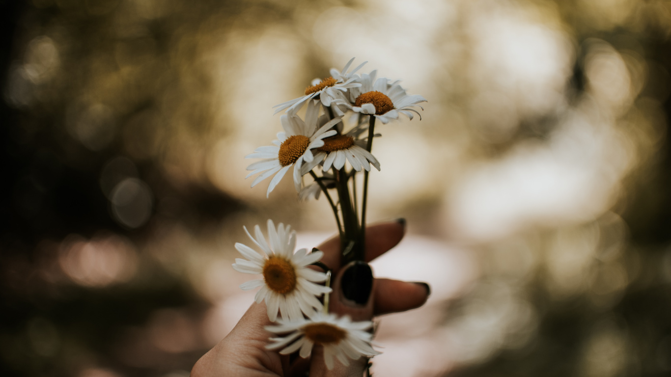 Personne Tenant Une Fleur Blanche et Jaune. Wallpaper in 1366x768 Resolution