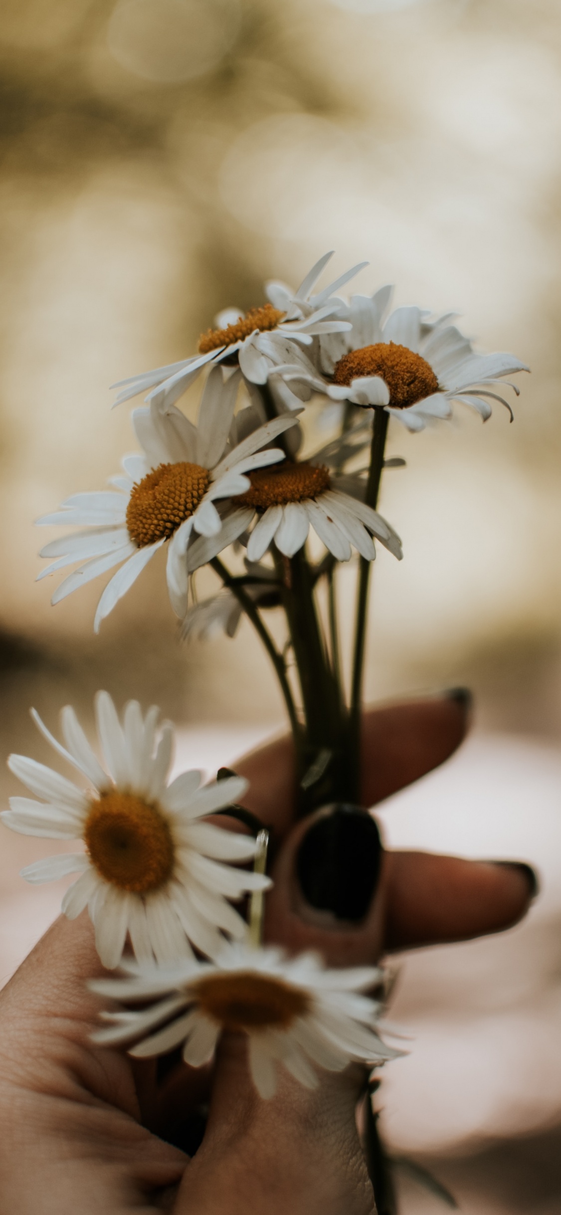 Persona Sosteniendo Una Flor Blanca y Amarilla. Wallpaper in 1125x2436 Resolution
