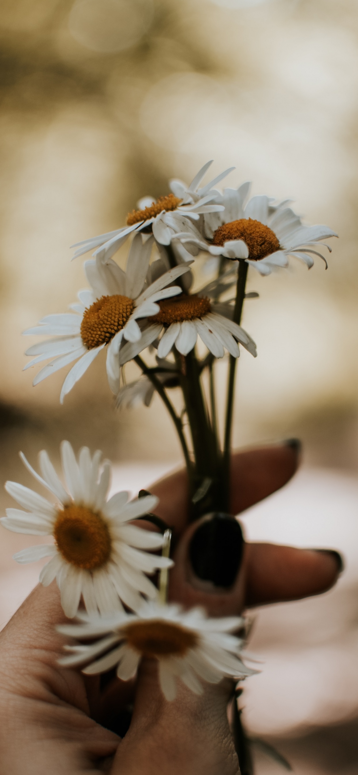 Persona Sosteniendo Una Flor Blanca y Amarilla. Wallpaper in 1242x2688 Resolution