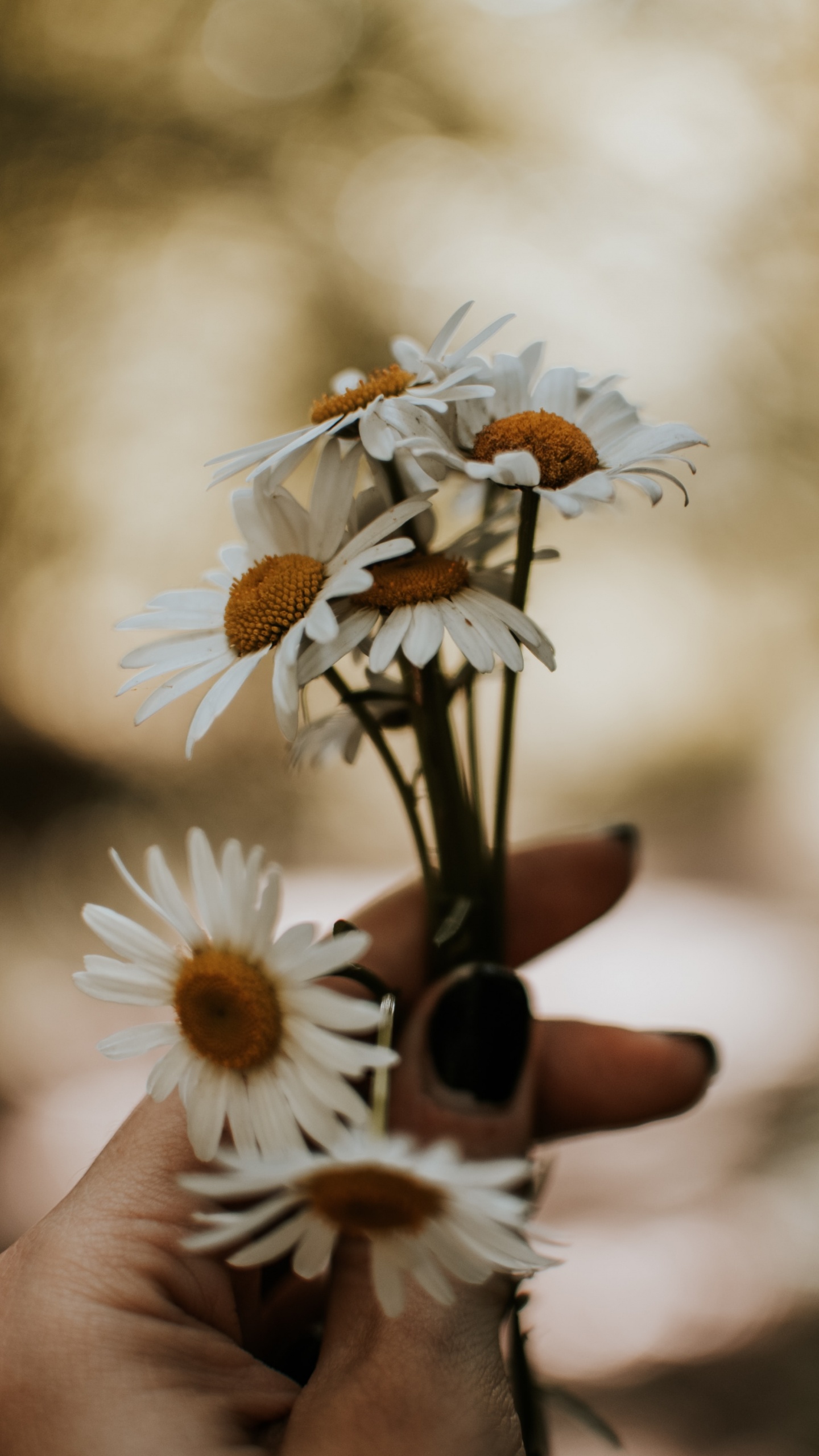 Persona Sosteniendo Una Flor Blanca y Amarilla. Wallpaper in 1440x2560 Resolution