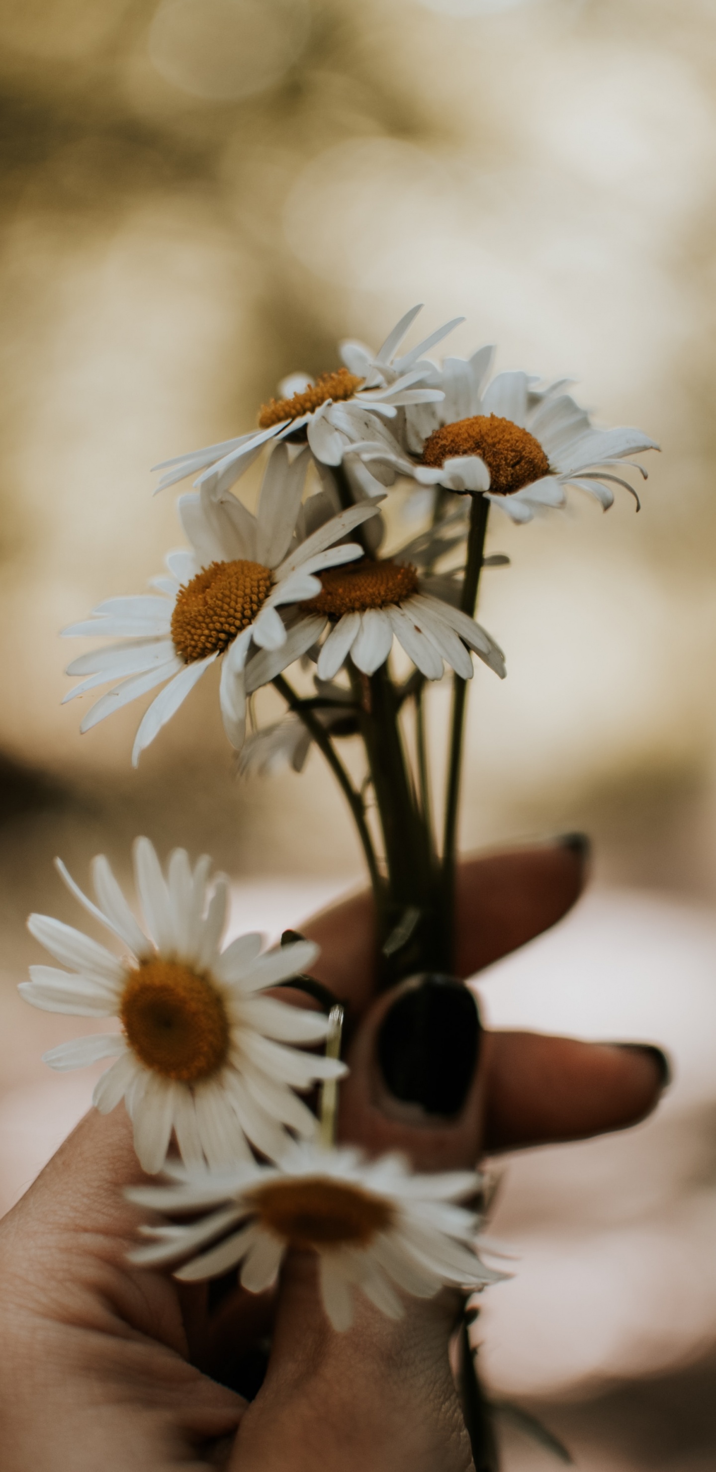 Person Holding White and Yellow Flower. Wallpaper in 1440x2960 Resolution