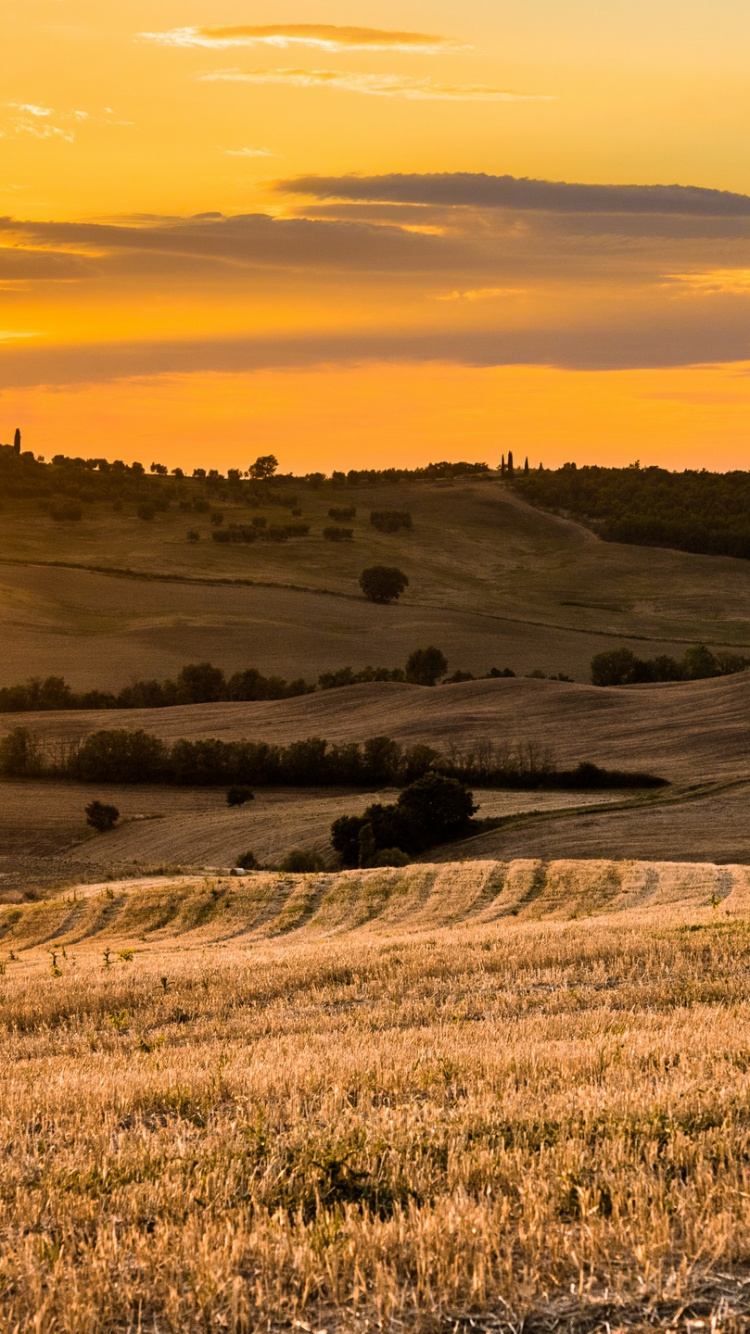 Brown Grass Field During Sunset. Wallpaper in 750x1334 Resolution