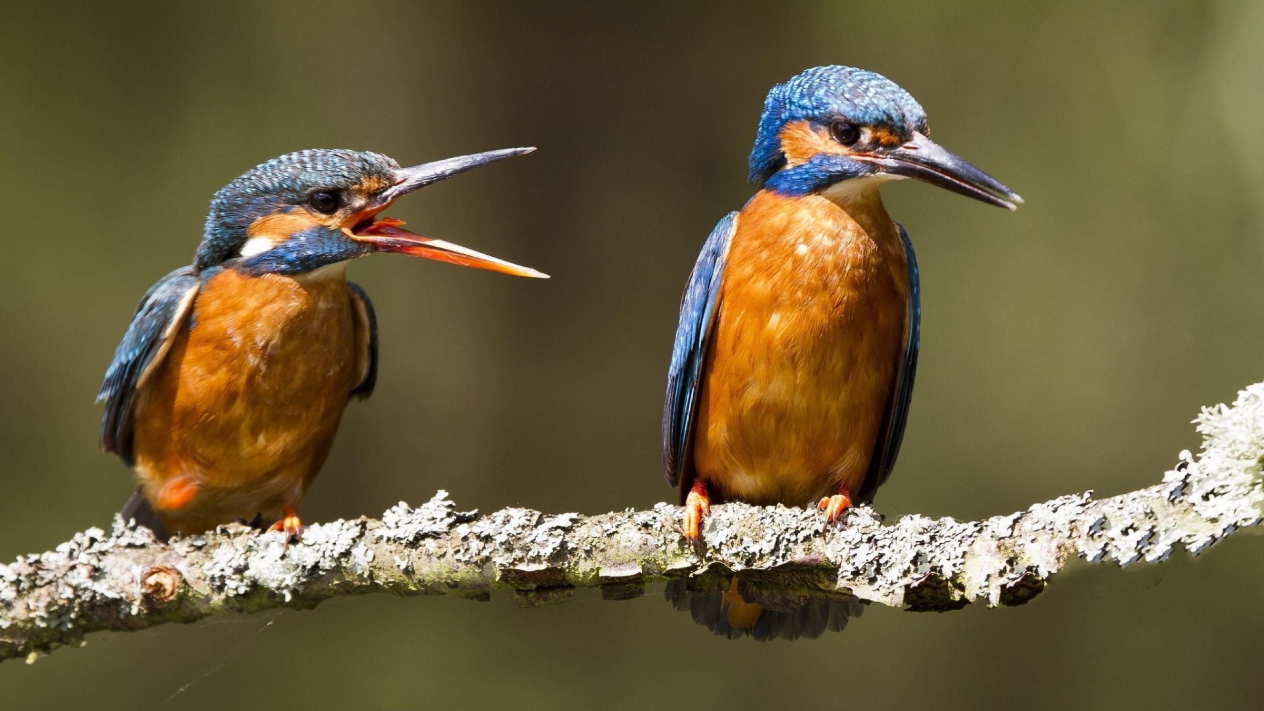Brown and Blue Bird on Tree Branch. Wallpaper in 2560x1440 Resolution