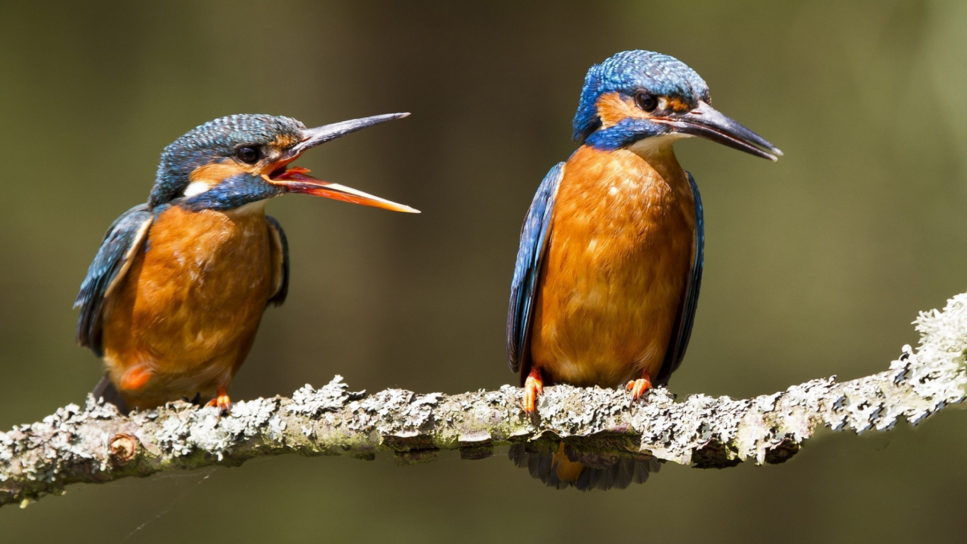 Pájaro Marrón y Azul en la Rama de un Árbol. Wallpaper in 1366x768 Resolution