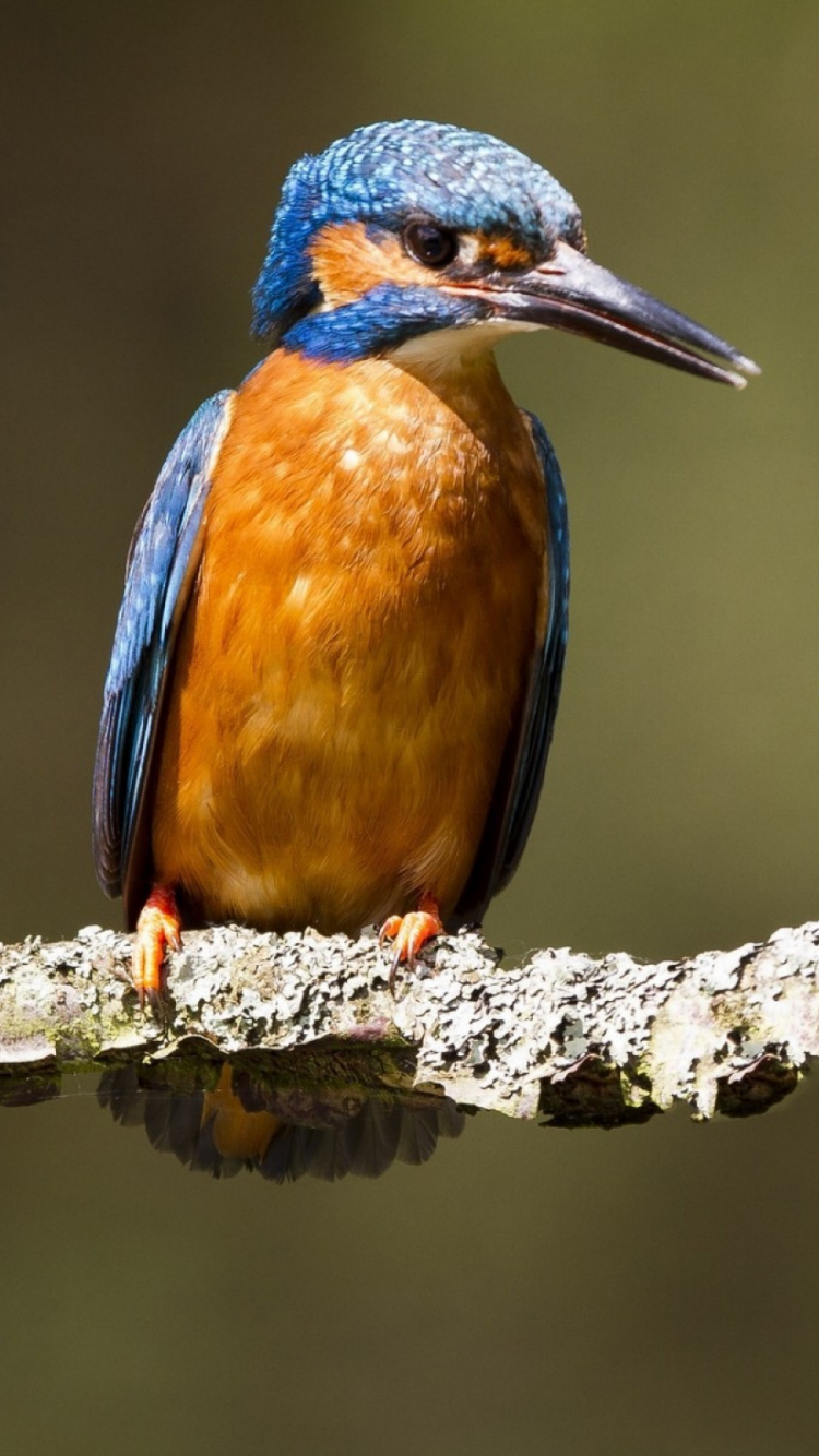 Pájaro Marrón y Azul en la Rama de un Árbol. Wallpaper in 750x1334 Resolution