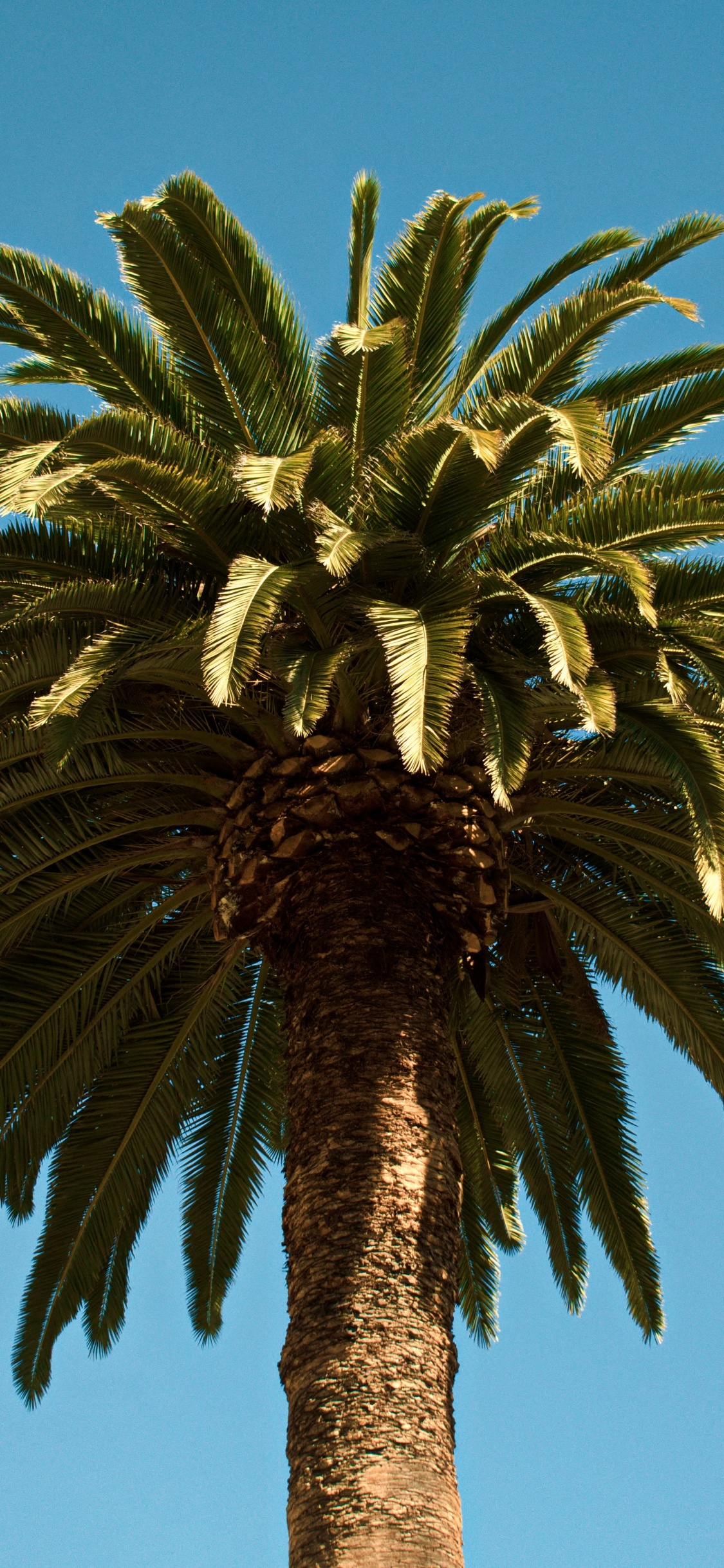 Palmier, Dattier, Plantes Ligneuses, Plante Terrestre, Attalea Speciosa. Wallpaper in 1125x2436 Resolution