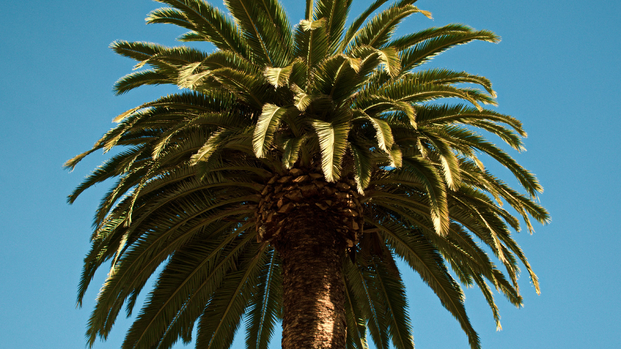 Palmier, Dattier, Plantes Ligneuses, Plante Terrestre, Attalea Speciosa. Wallpaper in 1280x720 Resolution