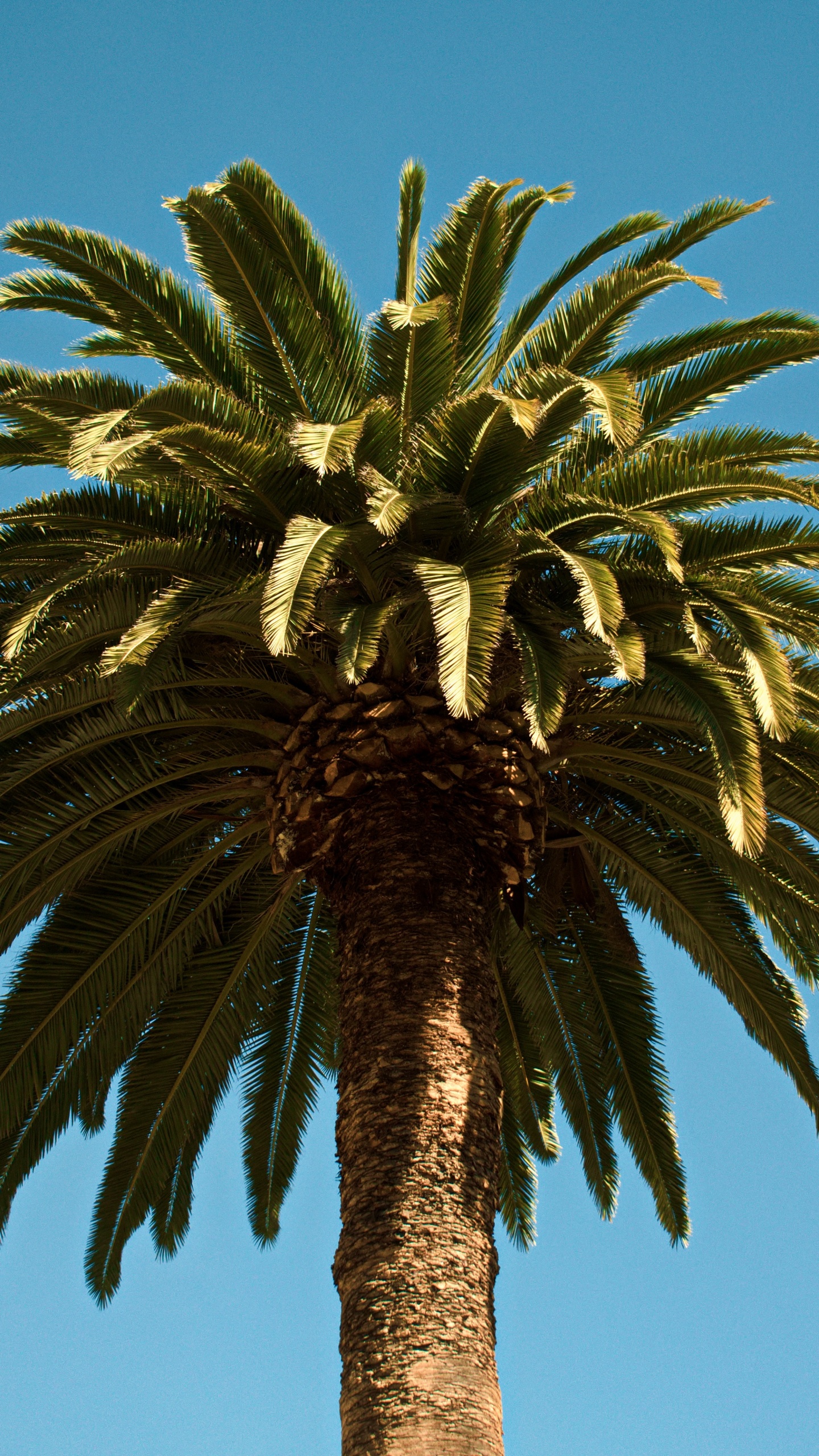 Palm Trees, Tree, Palm Tree, Plant, Date Palm. Wallpaper in 1440x2560 Resolution