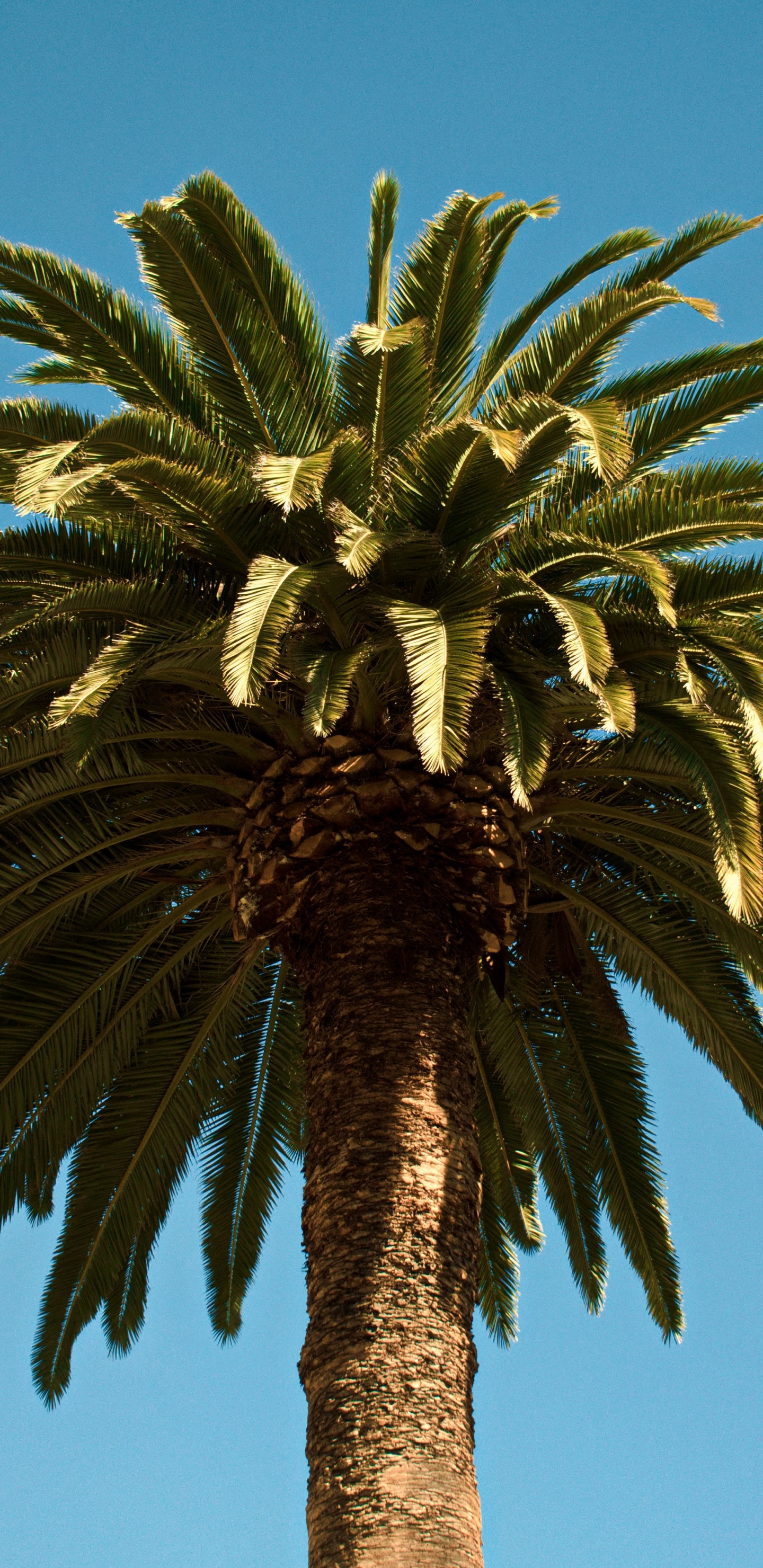 Palm Trees, Tree, Palm Tree, Plant, Date Palm. Wallpaper in 1440x2960 Resolution