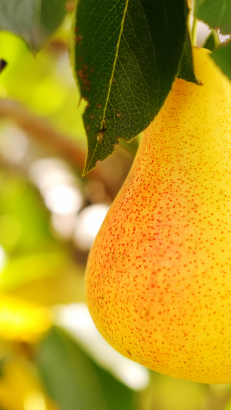 Fruta de Pera, Pera, Uva, Manzana, Árbol de la Fruta. Wallpaper in 750x1334 Resolution