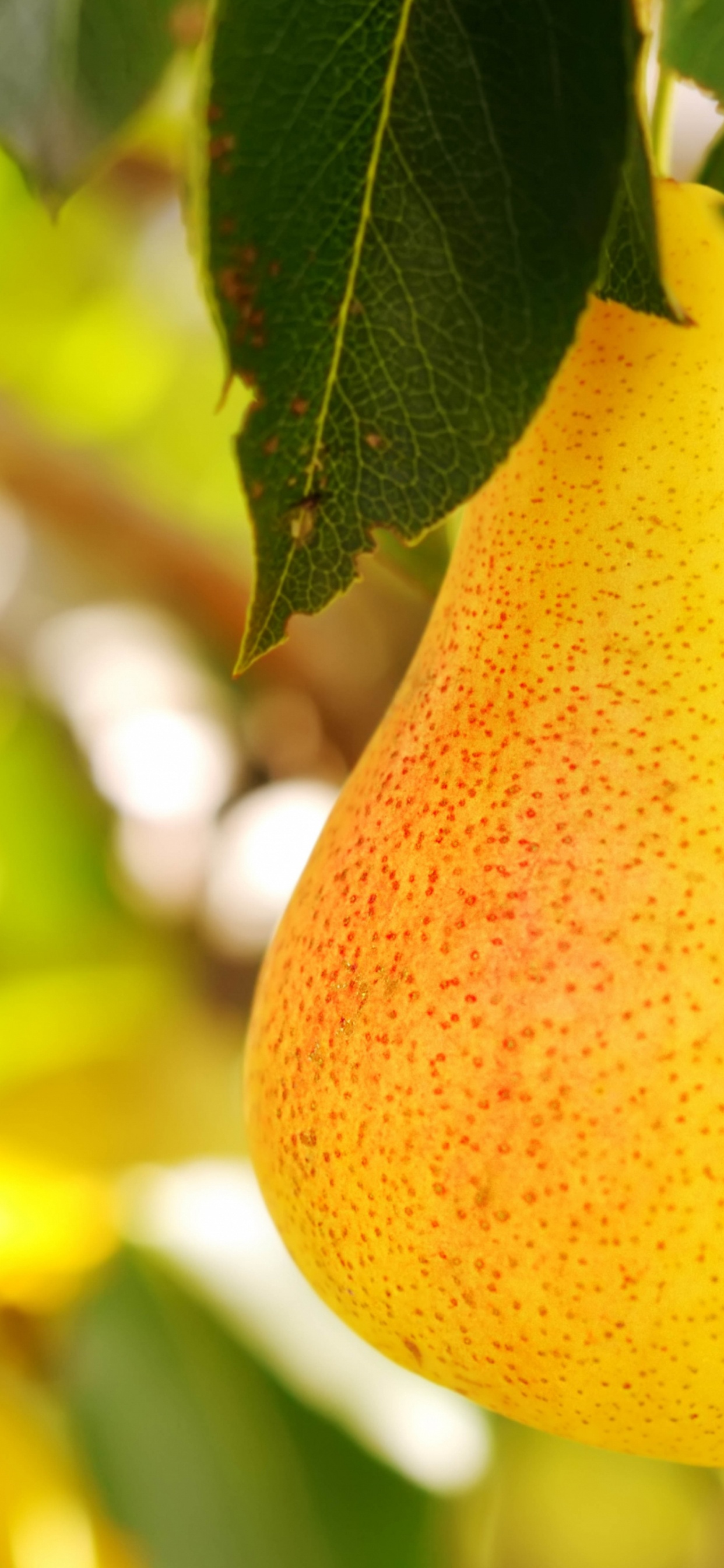 Pear Fruit, Pear, Fruit, Grape, Apples. Wallpaper in 1242x2688 Resolution