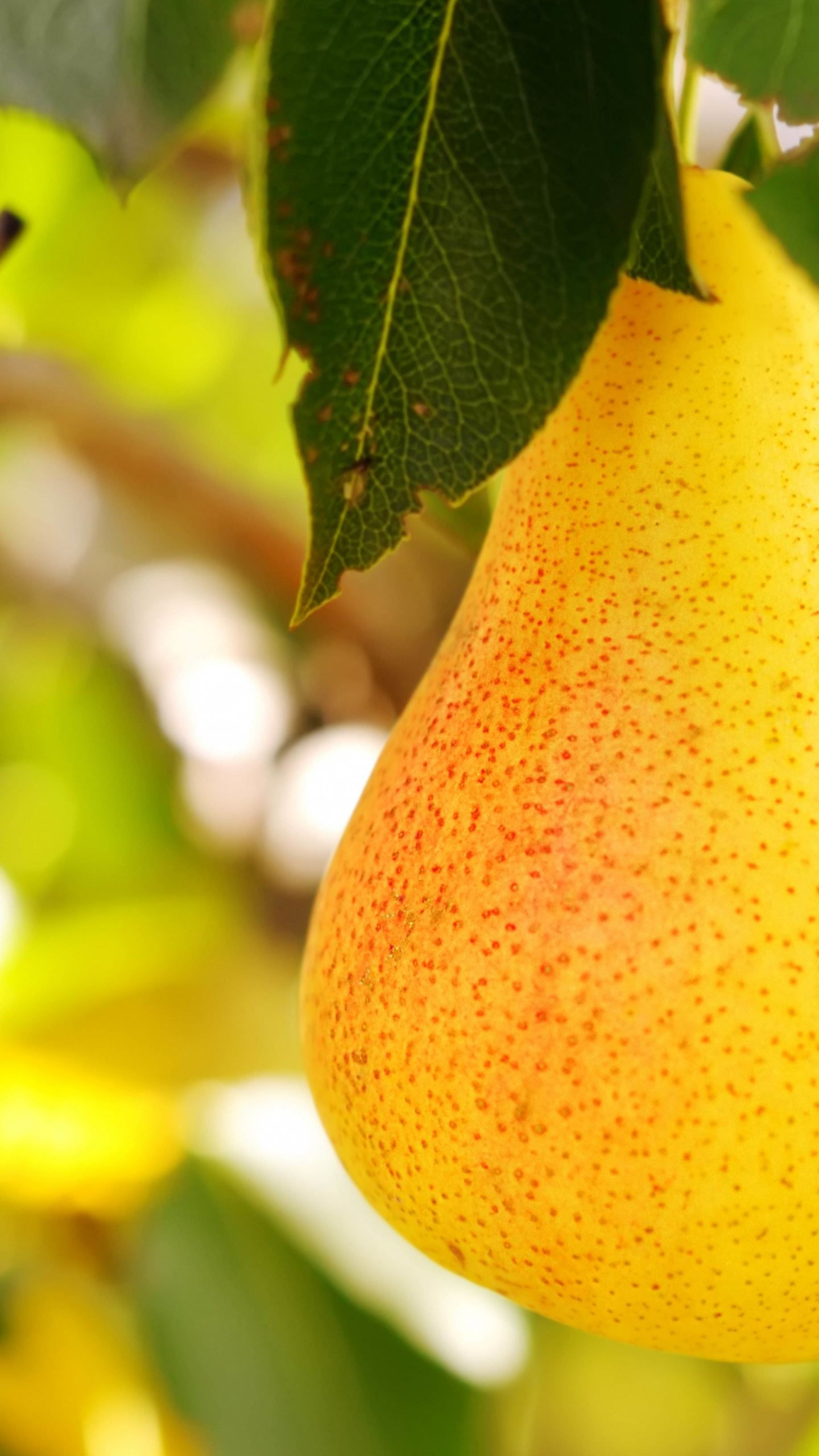 Pear Fruit, Pear, Fruit, Grape, Apples. Wallpaper in 1440x2560 Resolution