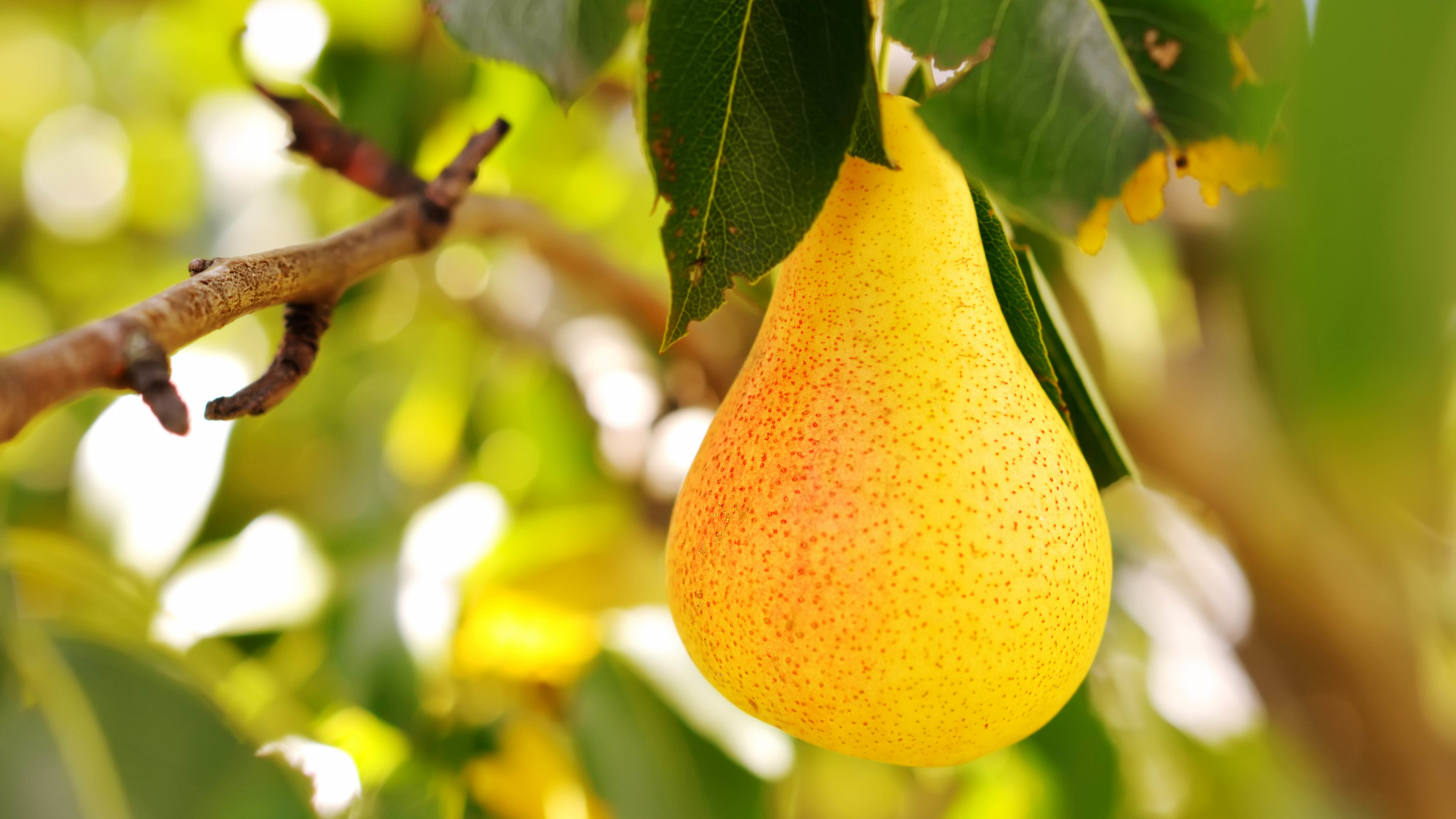 Pear Fruit, Pear, Fruit, Grape, Apples. Wallpaper in 3840x2160 Resolution