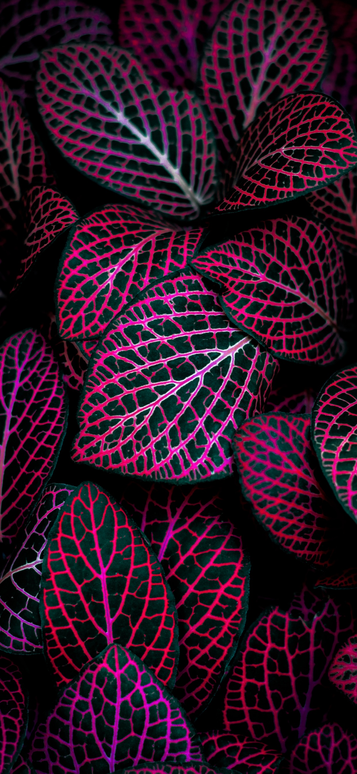 Mac-Hintergrund, Pink, Terrestrische Pflanzen, Kunst, Magenta. Wallpaper in 1242x2688 Resolution