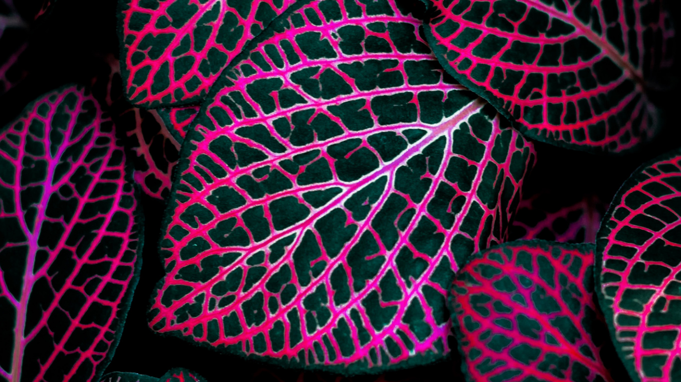 Mac-Hintergrund, Pink, Terrestrische Pflanzen, Kunst, Magenta. Wallpaper in 1366x768 Resolution