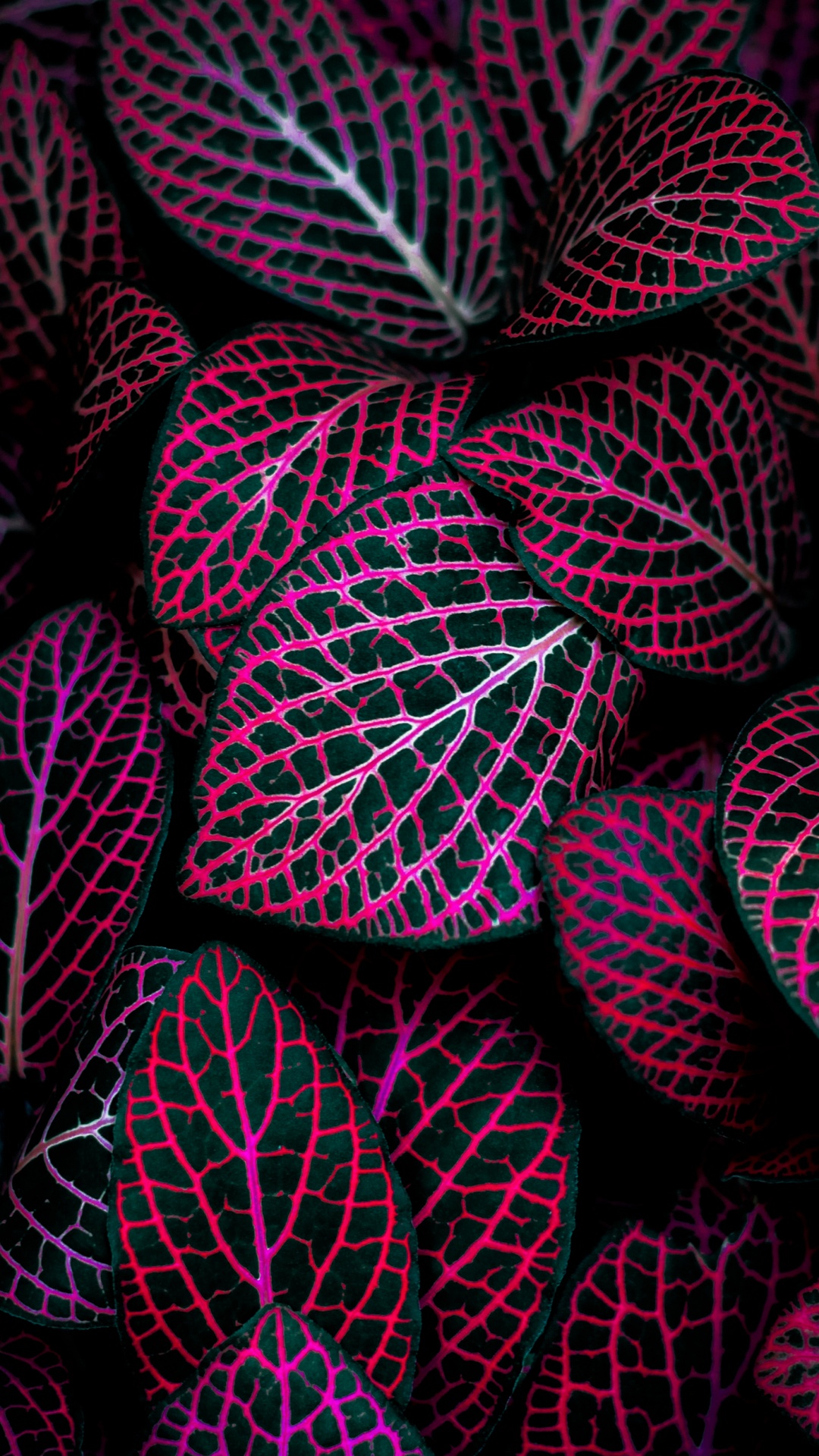 Toile de Fond Mac, Pink, Plante Terrestre, Art, Magenta. Wallpaper in 1080x1920 Resolution