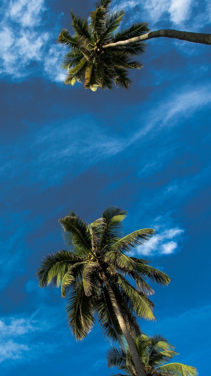 Palmera Verde Bajo un Cielo Azul y Nubes Blancas Durante el Día. Wallpaper in 720x1280 Resolution