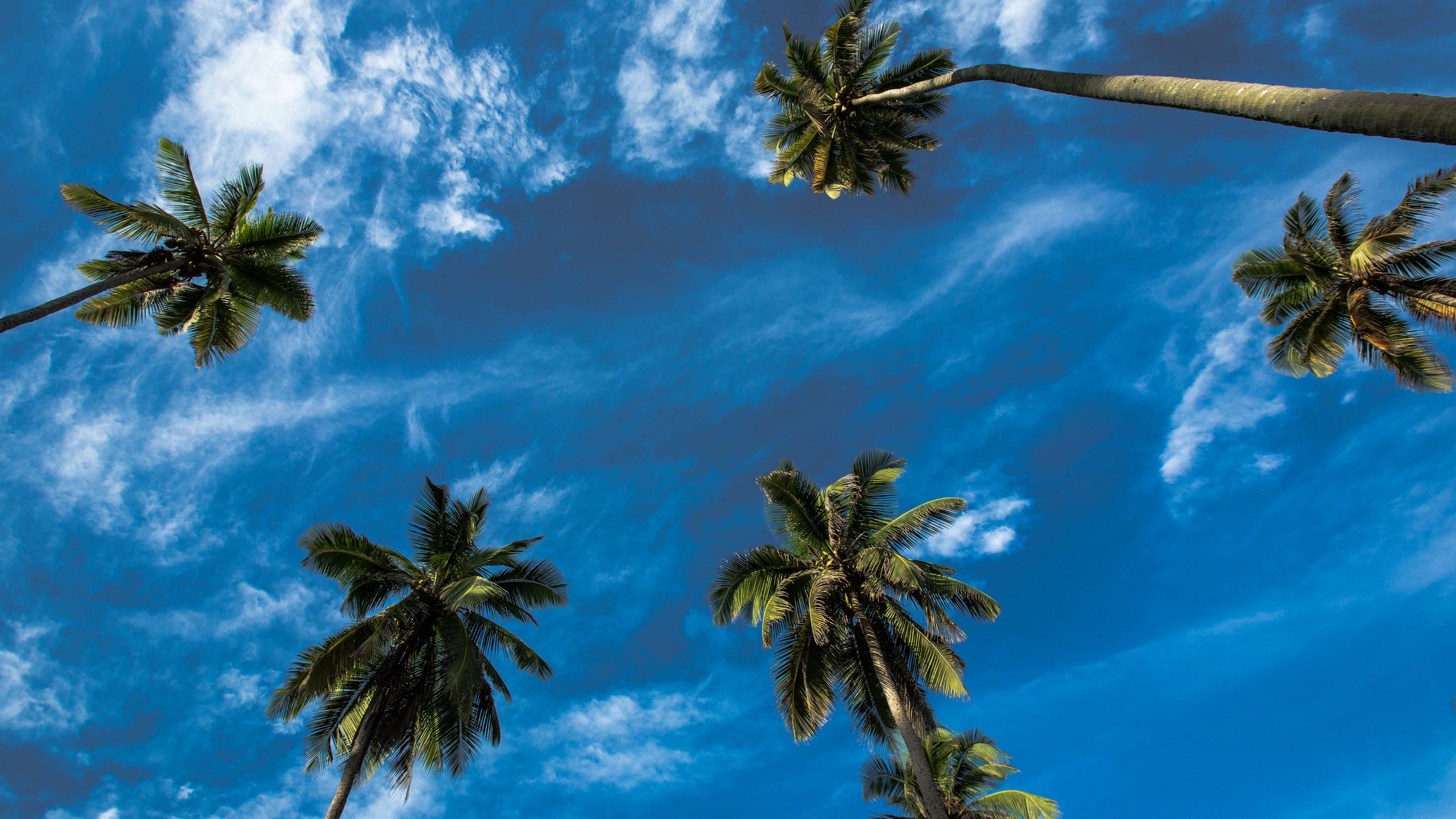 Green Palm Tree Under Blue Sky and White Clouds During Daytime. Wallpaper in 2560x1440 Resolution
