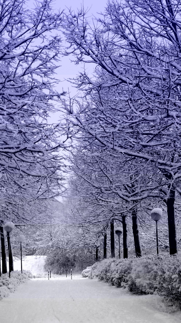 Camino Cubierto de Nieve Entre Árboles. Wallpaper in 750x1334 Resolution